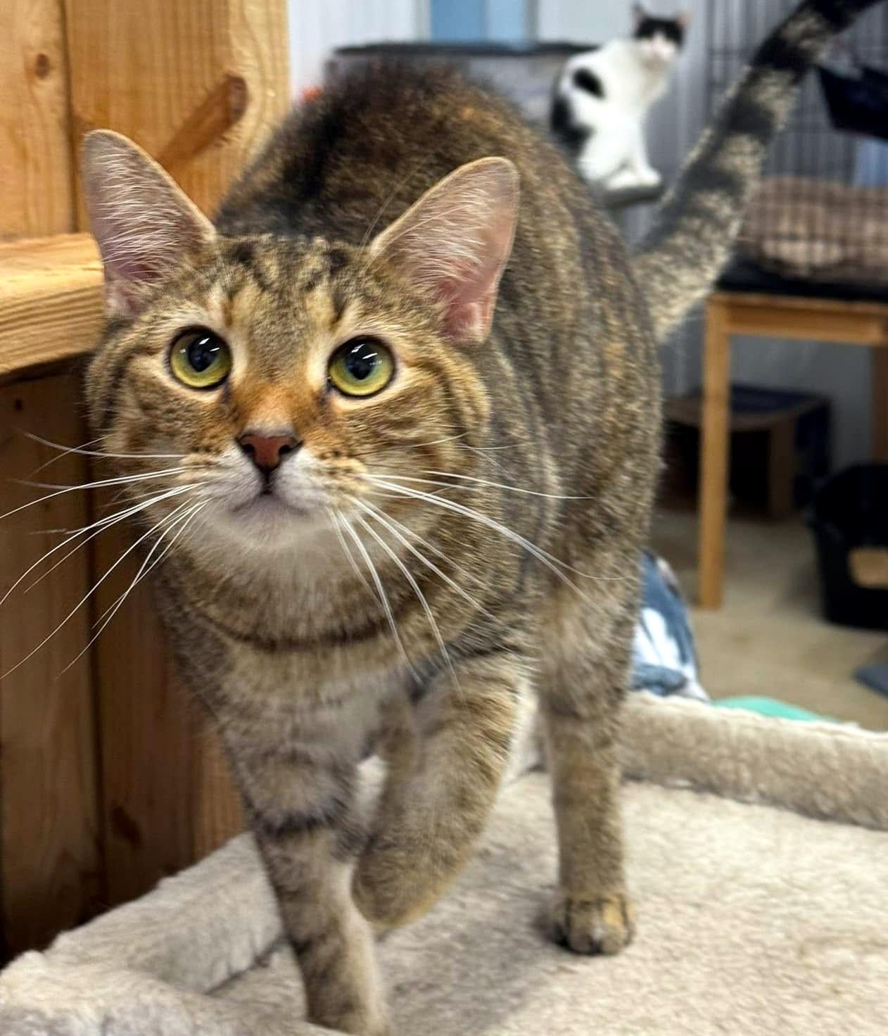 Enlarge Finley, a Adoptable Domestic Short Hair in Pittsburgh, PA image 4/6