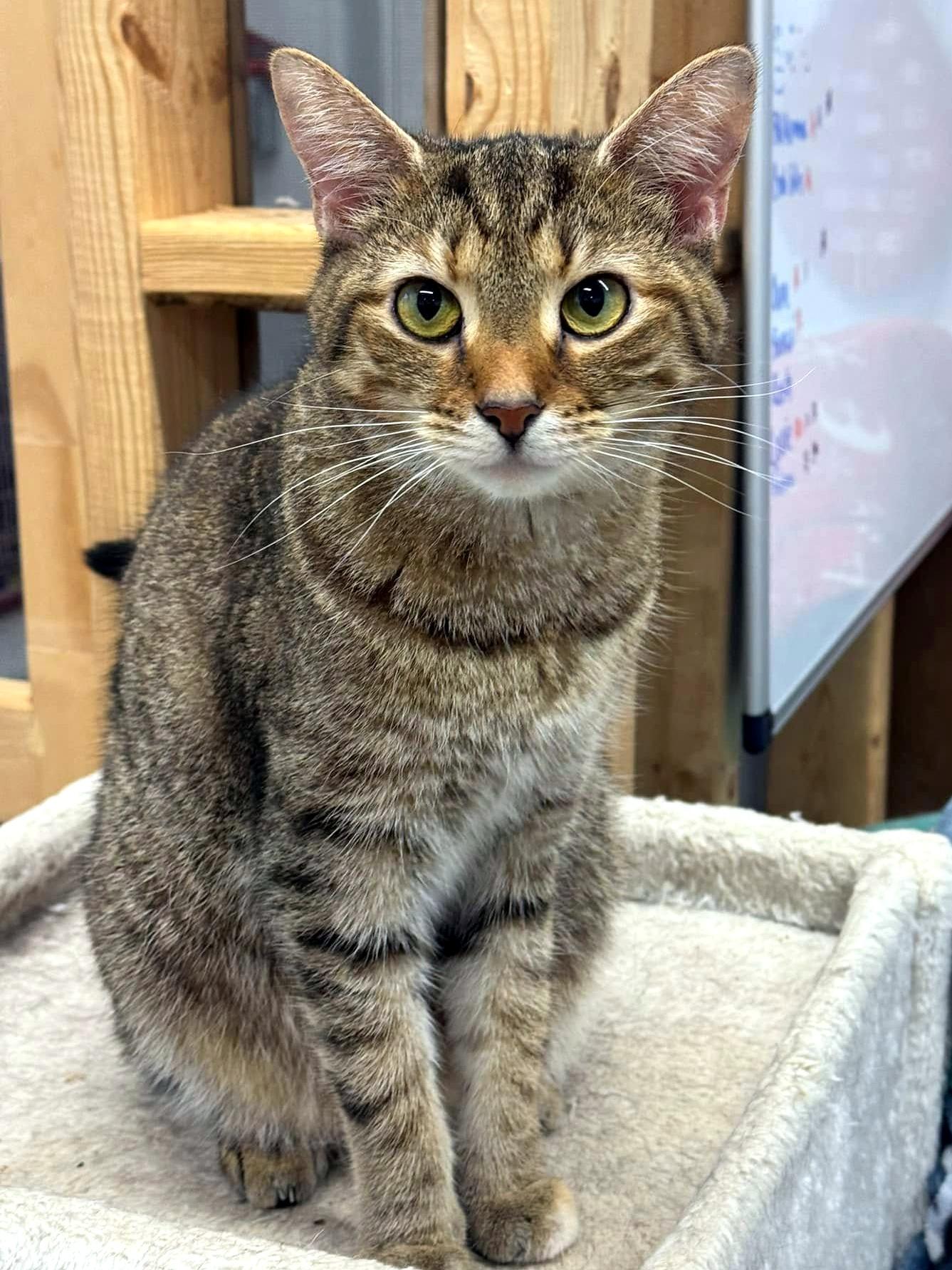 Enlarge Finley, a Adoptable Domestic Short Hair in Pittsburgh, PA image 2/6