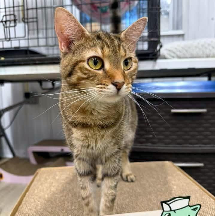 Enlarge Finley, a Adoptable Domestic Short Hair in Pittsburgh, PA image 6/6