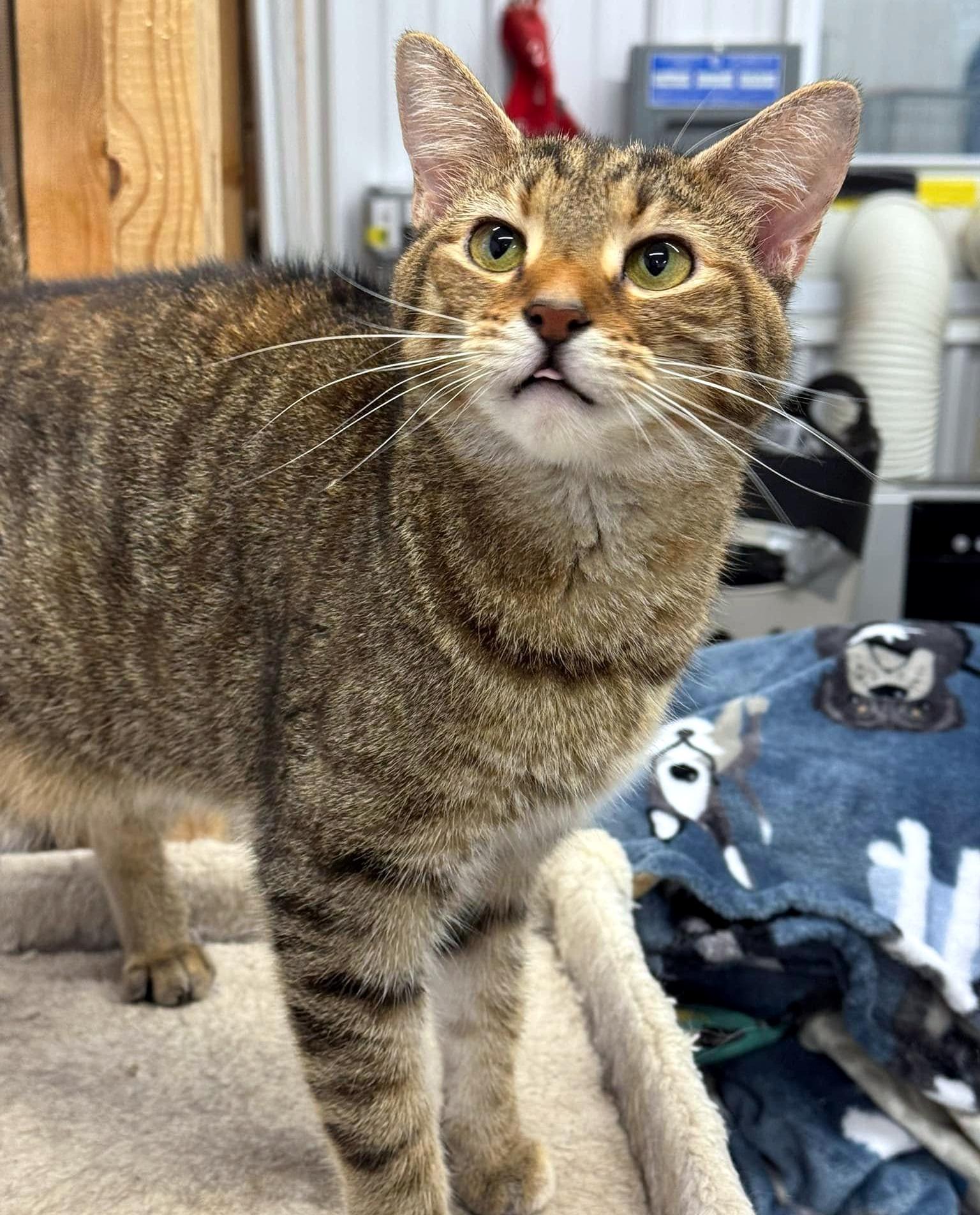 Enlarge Finley, a Adoptable Domestic Short Hair in Pittsburgh, PA image 5/6