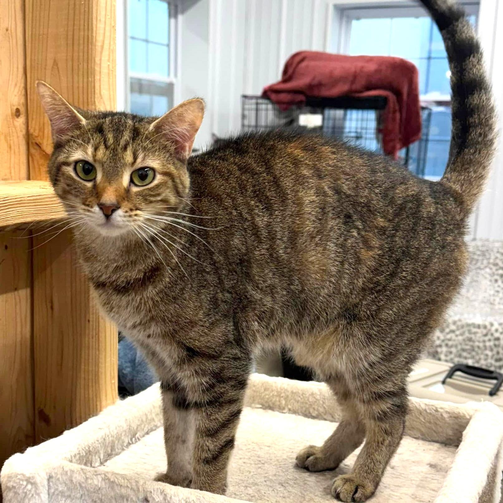 Enlarge Finley, a Adoptable Domestic Short Hair in Pittsburgh, PA image 3/6