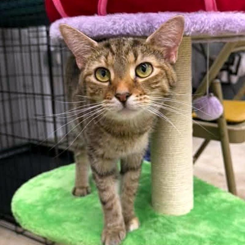 Enlarge Finley, a Adoptable Domestic Short Hair in Pittsburgh, PA image 1/6