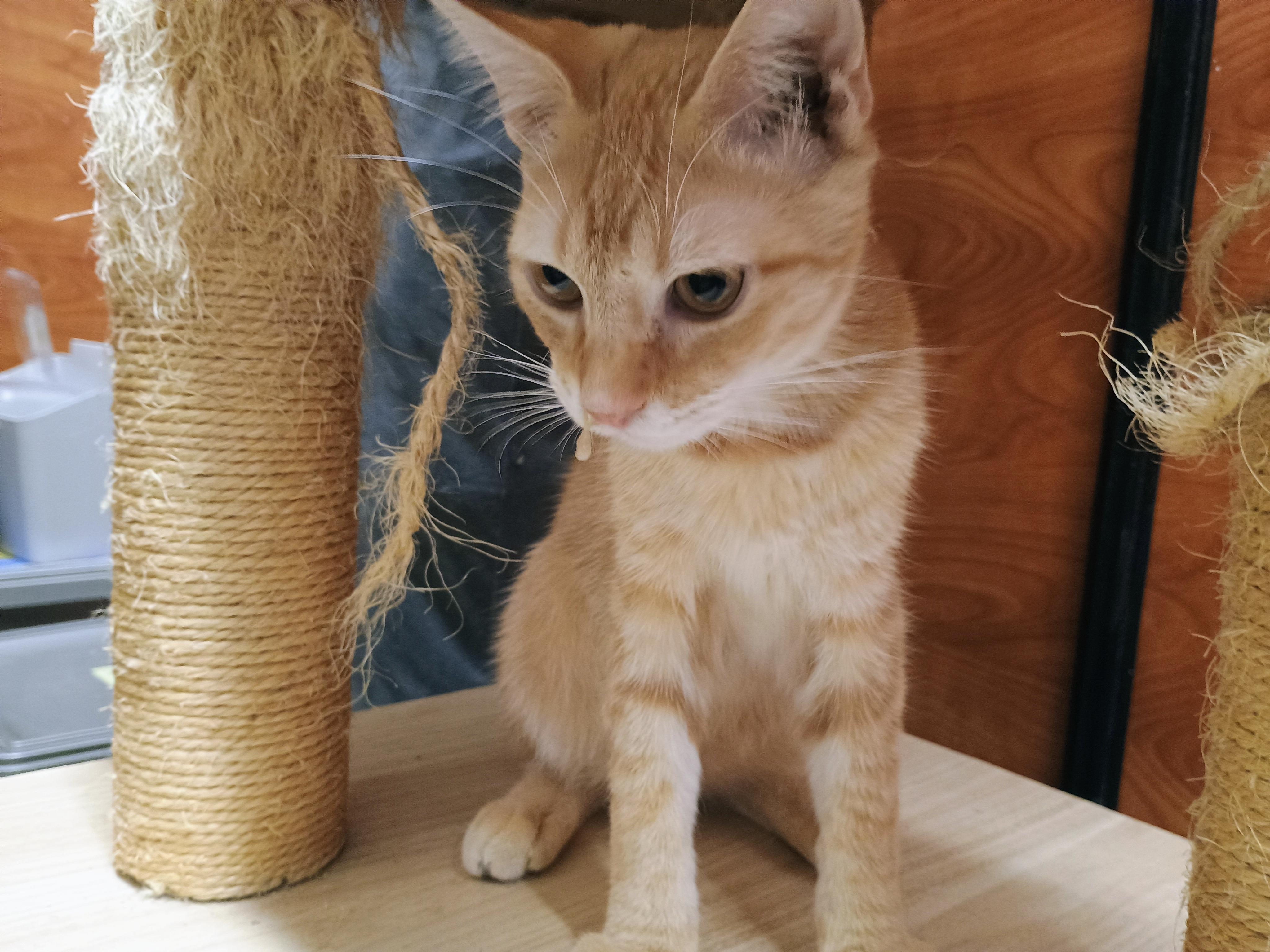 Enlarge Mango, a Adopted Domestic Short Hair in Bell Gardens, CA image 5/5