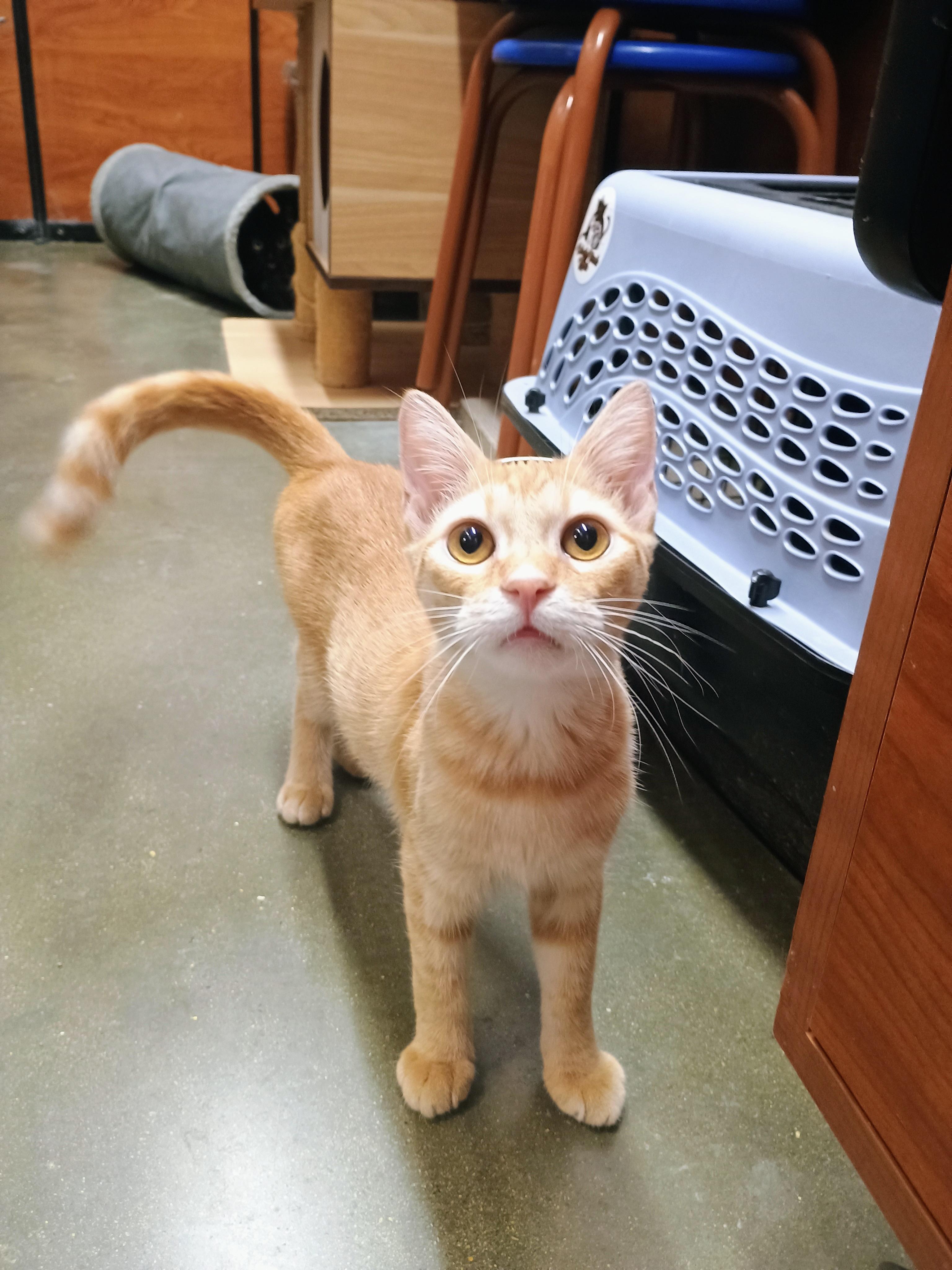 Enlarge Mango, a Adopted Domestic Short Hair in Bell Gardens, CA image 1/5