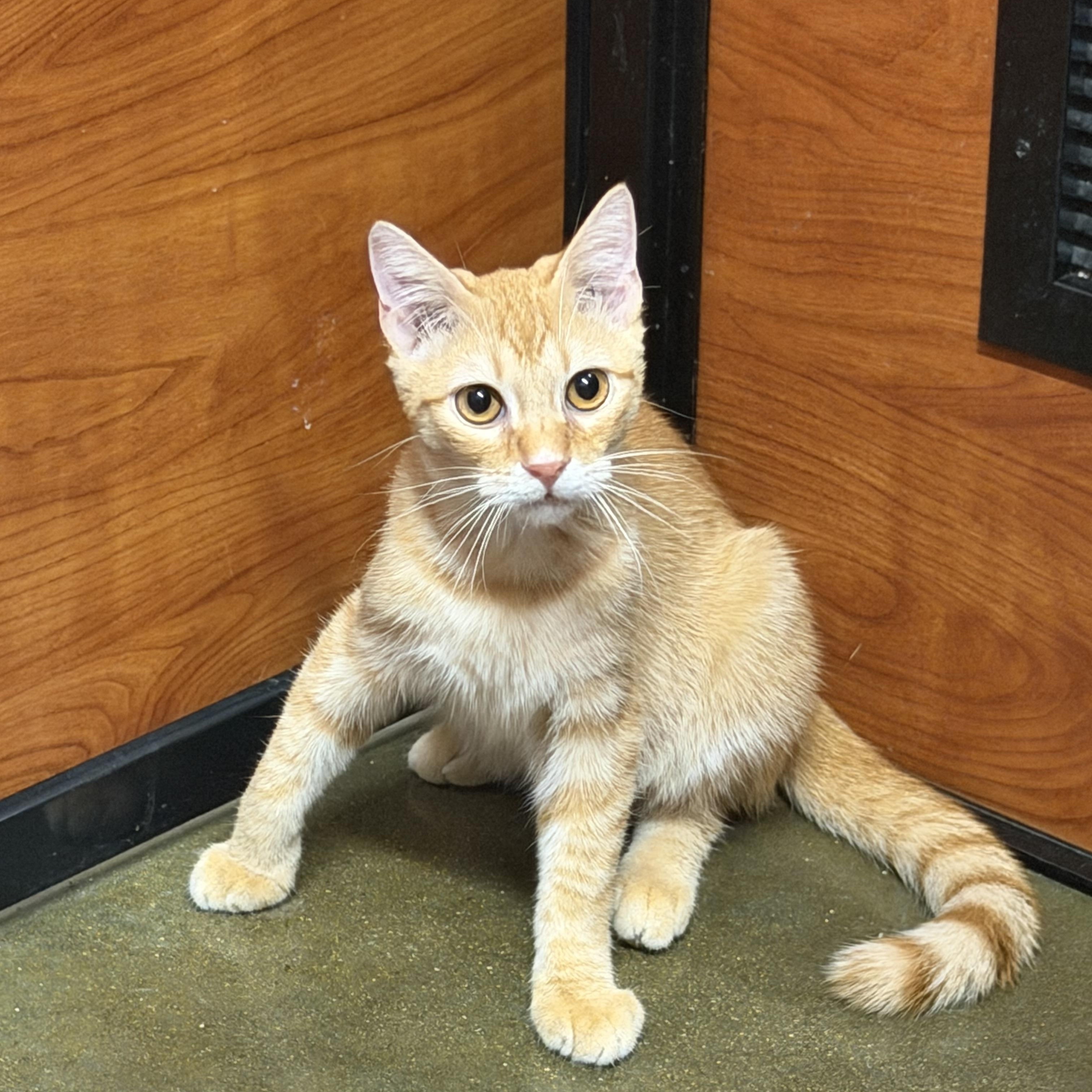 Enlarge Mango, a Adopted Domestic Short Hair in Bell Gardens, CA image 4/5