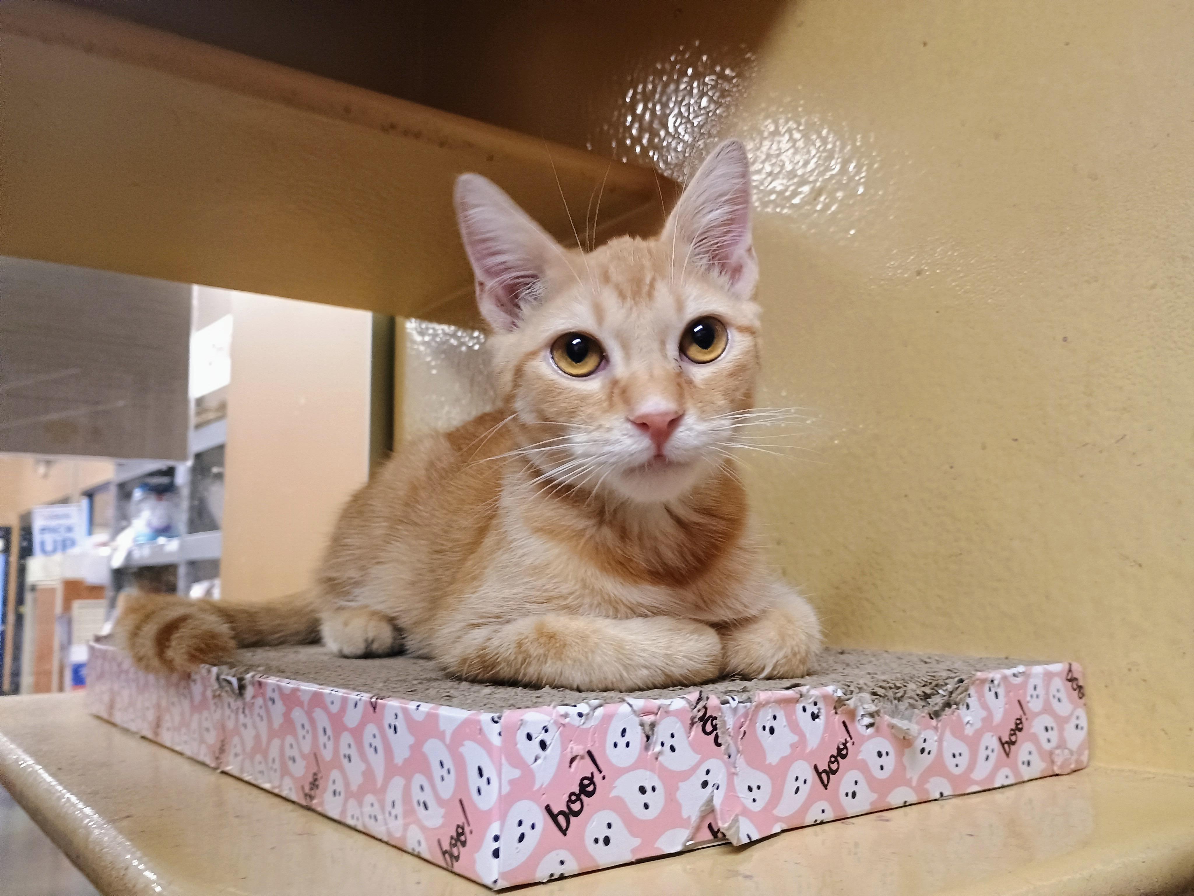 Enlarge Mango, a Adopted Domestic Short Hair in Bell Gardens, CA image 2/5