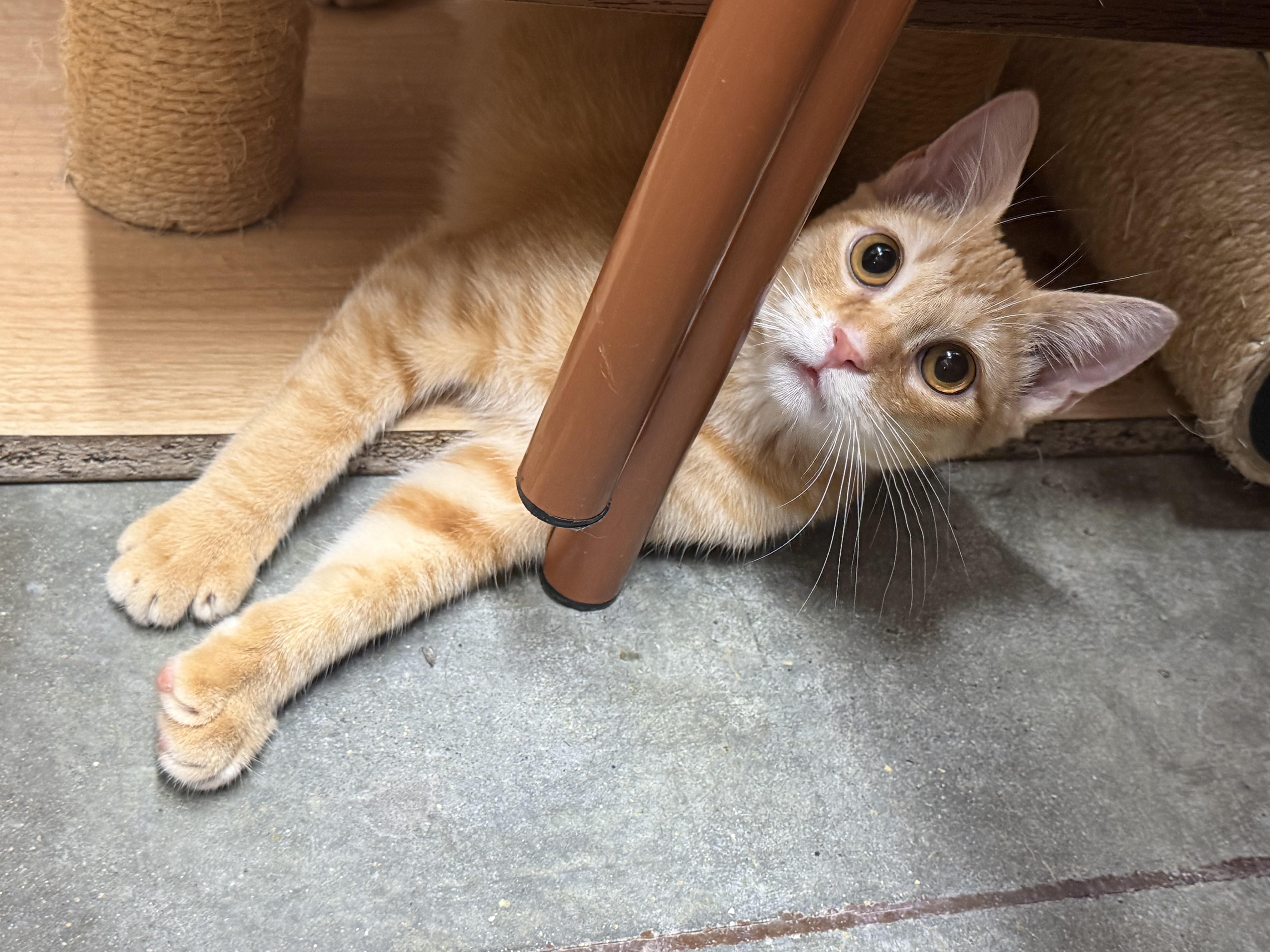 Enlarge Mango, a Adopted Domestic Short Hair in Bell Gardens, CA image 3/5