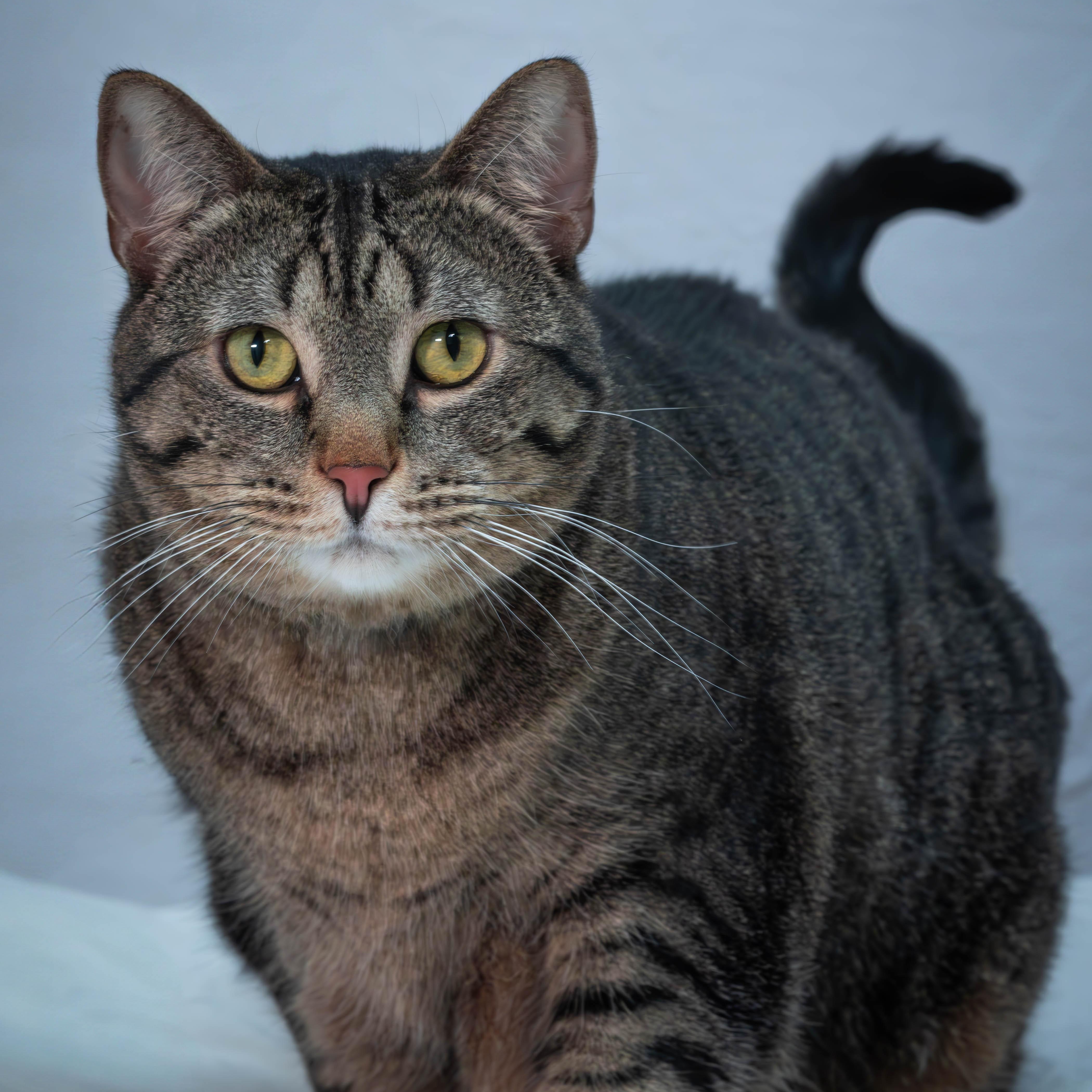 Gia *Sponsored Adoption*, a Adoptable Tabby in Driggs, ID image 3/6