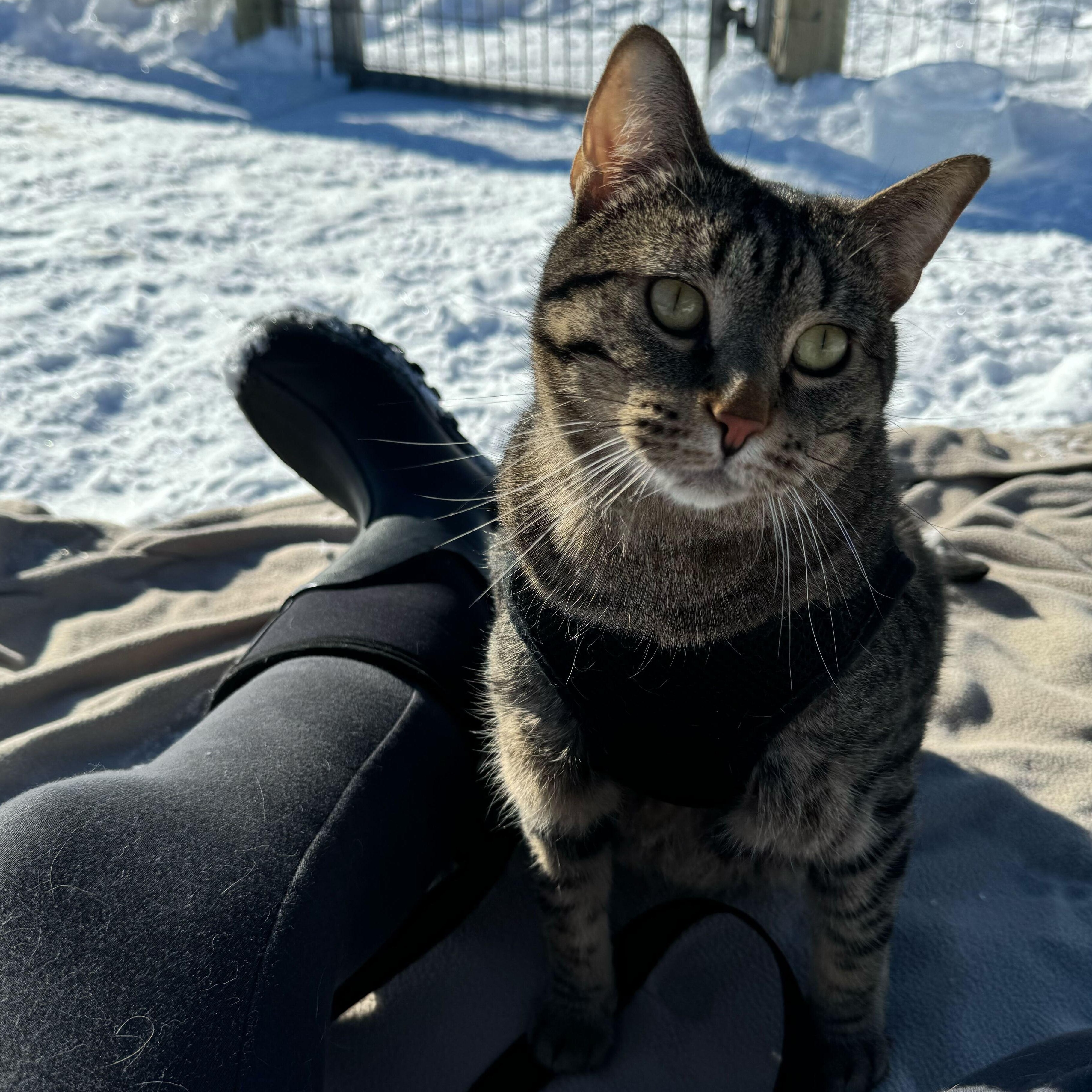 Gia *Sponsored Adoption*, a Adoptable Tabby in Driggs, ID image 2/6