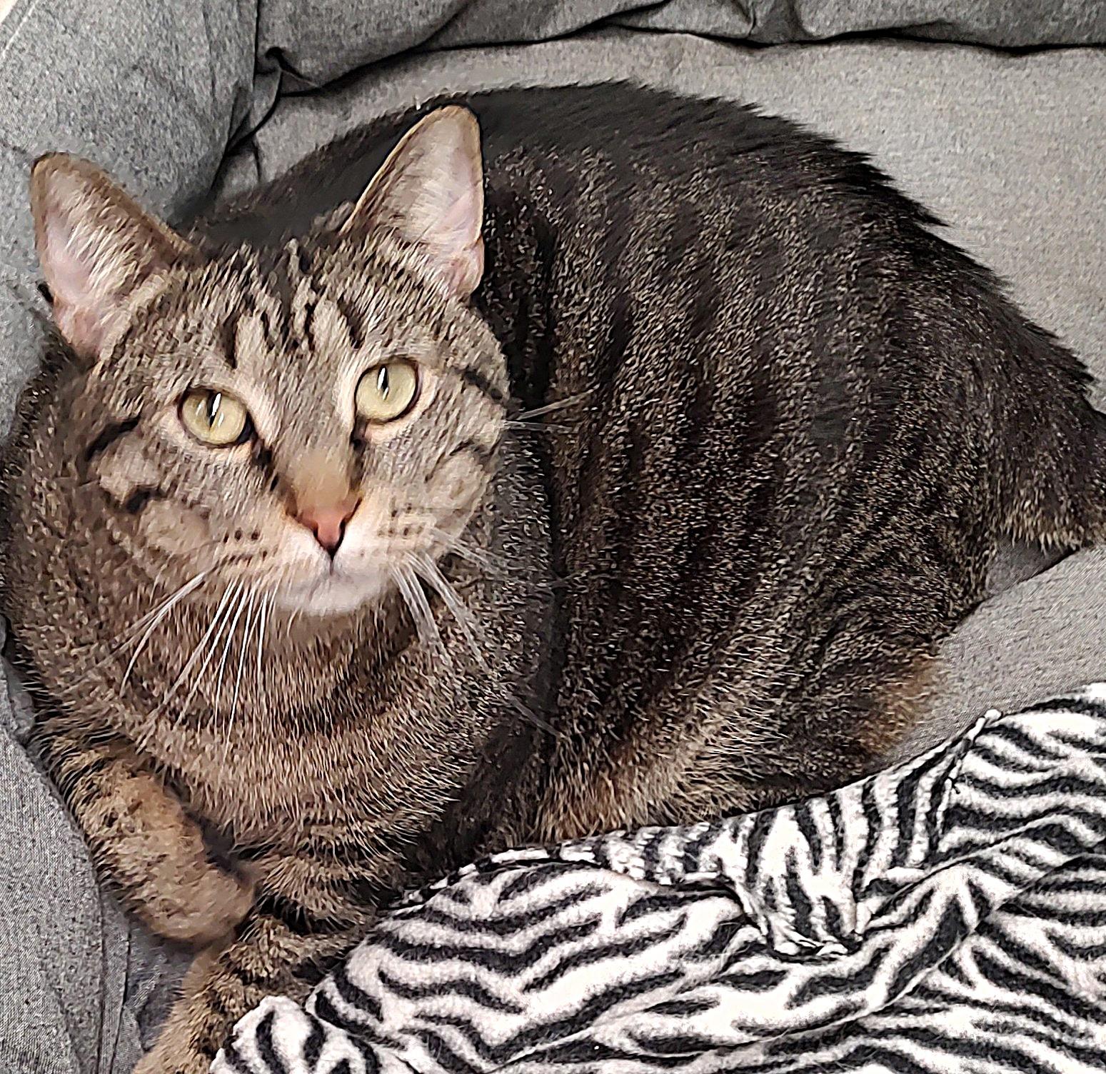 Gia *Sponsored Adoption*, a Adoptable Tabby in Driggs, ID image 5/6
