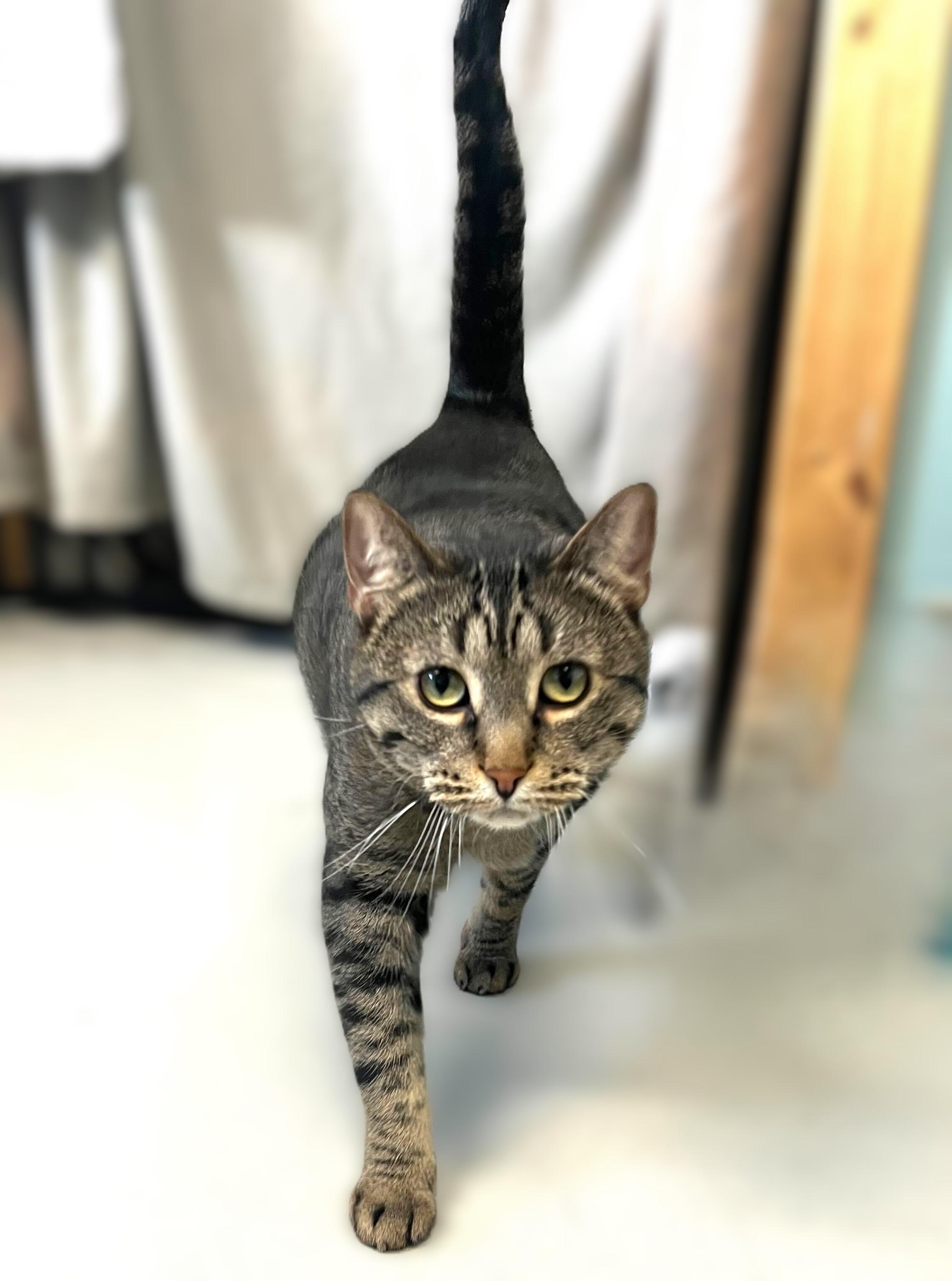Gia *Sponsored Adoption*