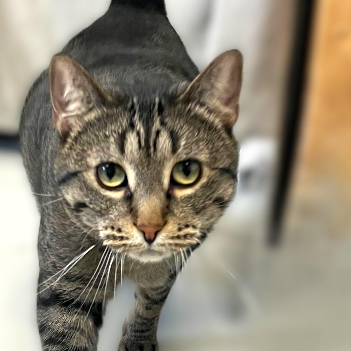 Enlarge Gia *Sponsored Adoption*, a Adoptable Tabby in Driggs, ID image 6/6