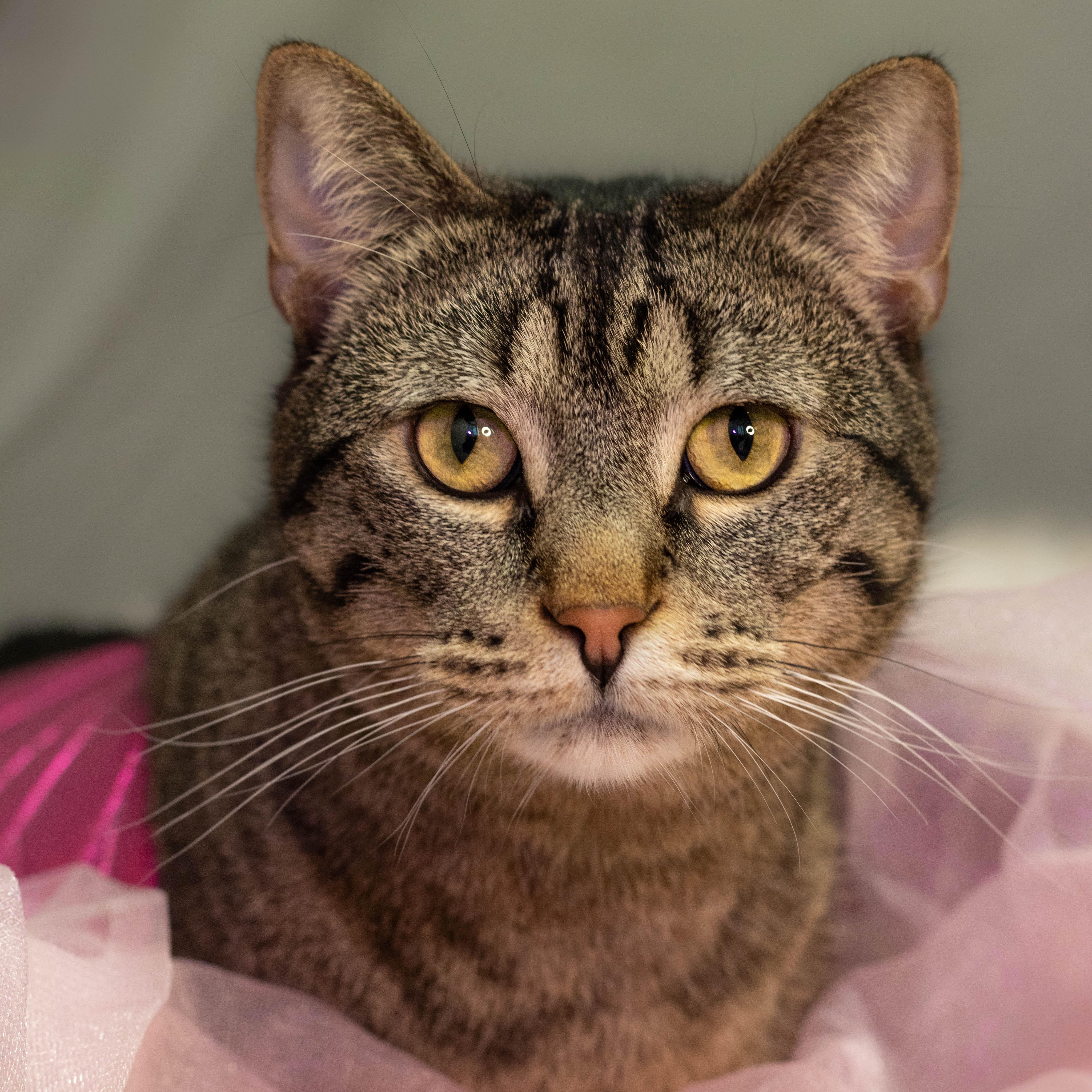 Gia *Sponsored Adoption*, Adoptable, Adult Female Tabby.