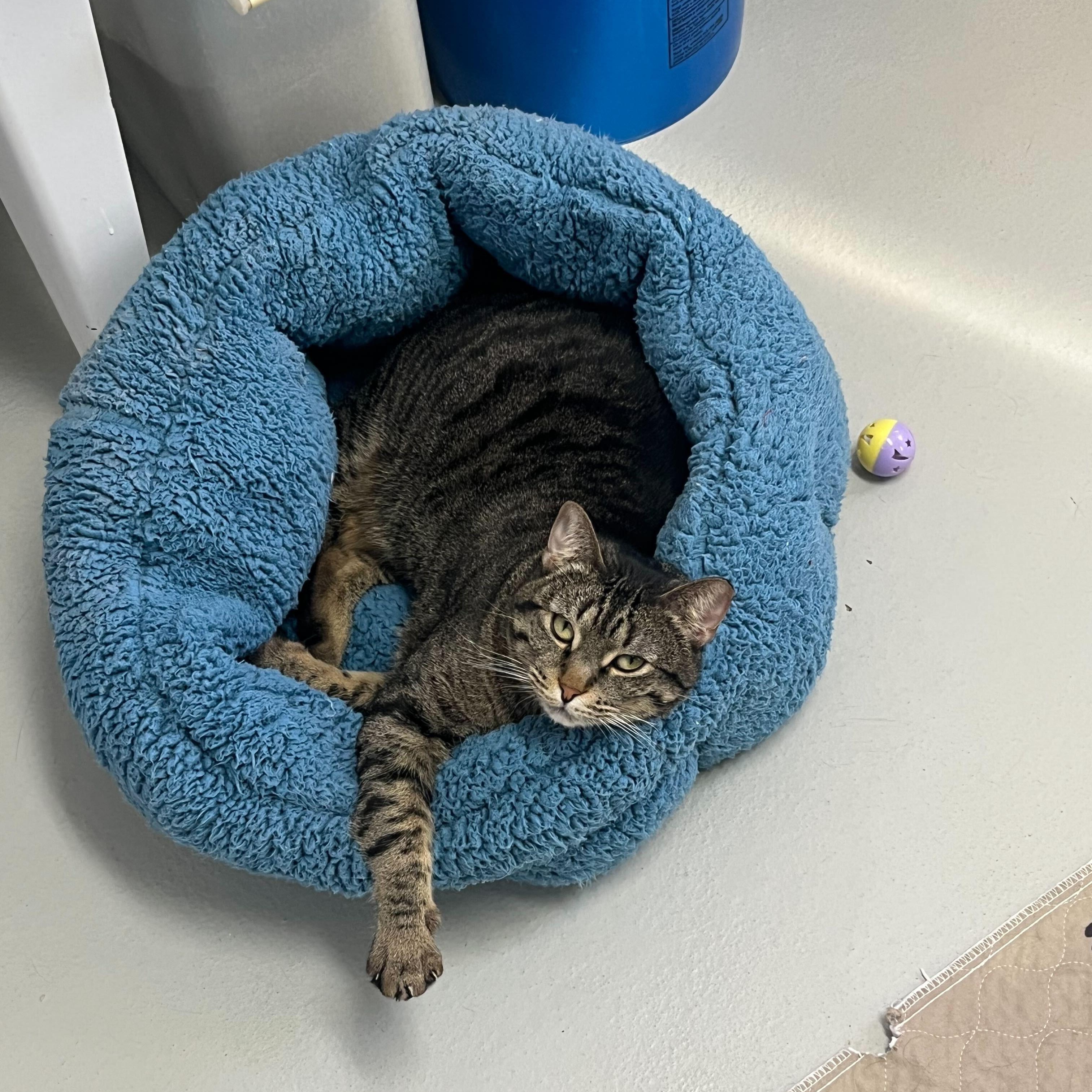 Gia *Sponsored Adoption*, a Adoptable Tabby in Driggs, ID image 4/6