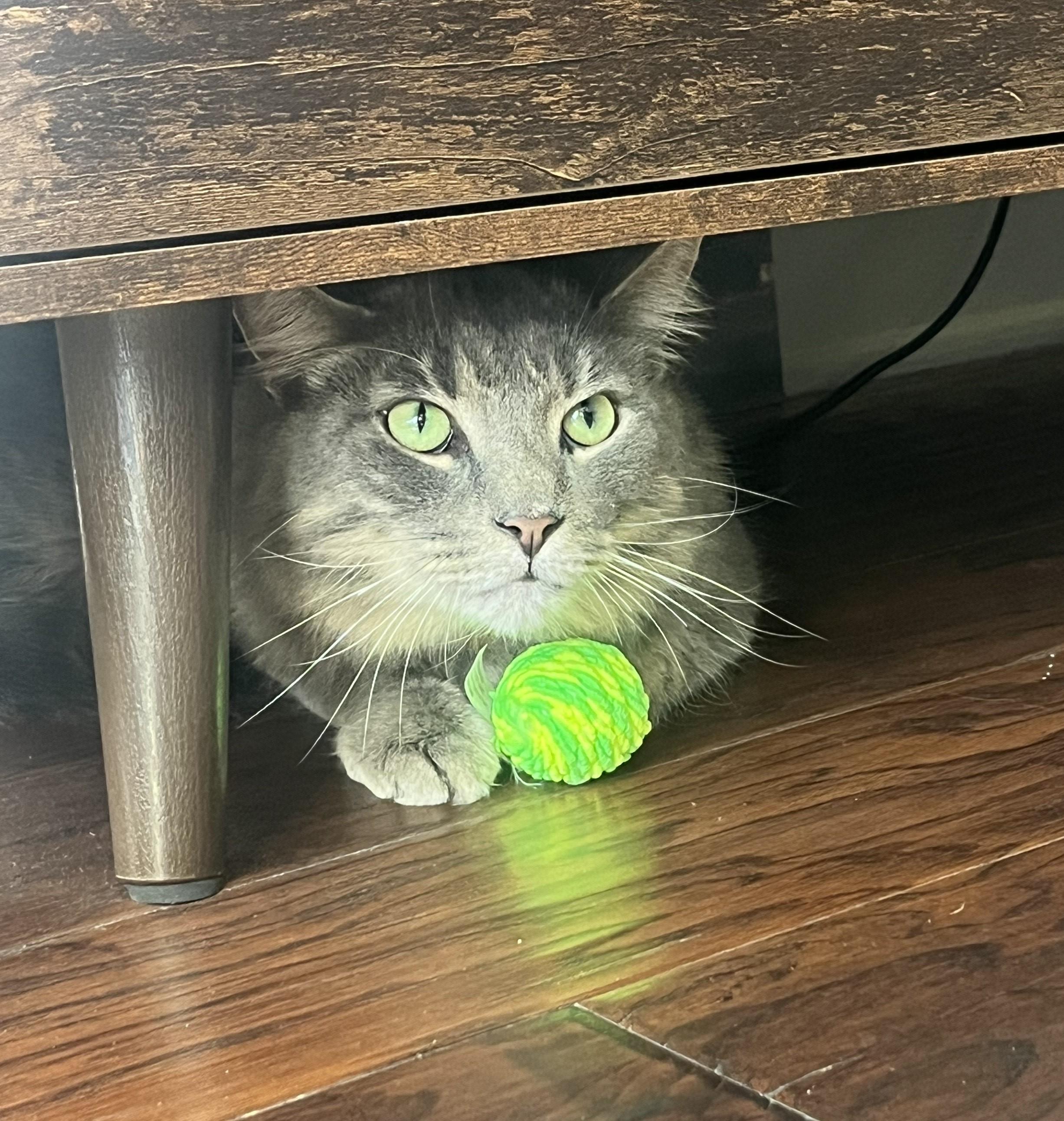 Foggy-Your Chatty, Charming Shadow Buddy, a Adoptable Domestic Medium Hair in Laurel, MD image 4/6