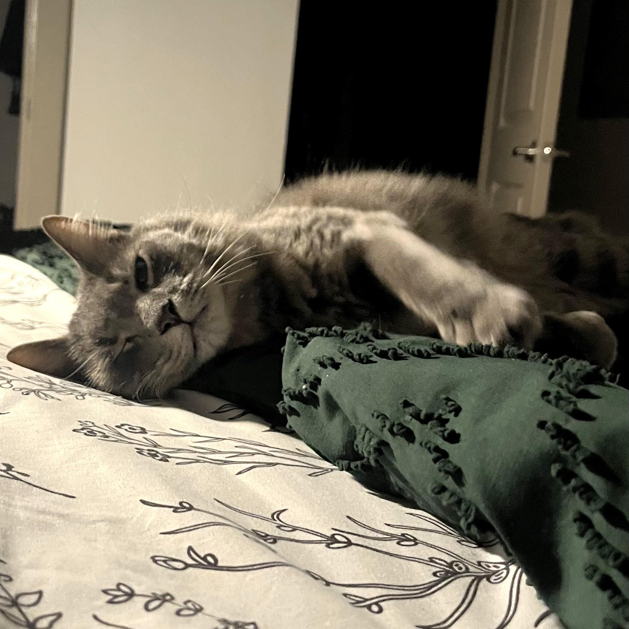 Foggyyour Chatty  Charming thumbnail 3