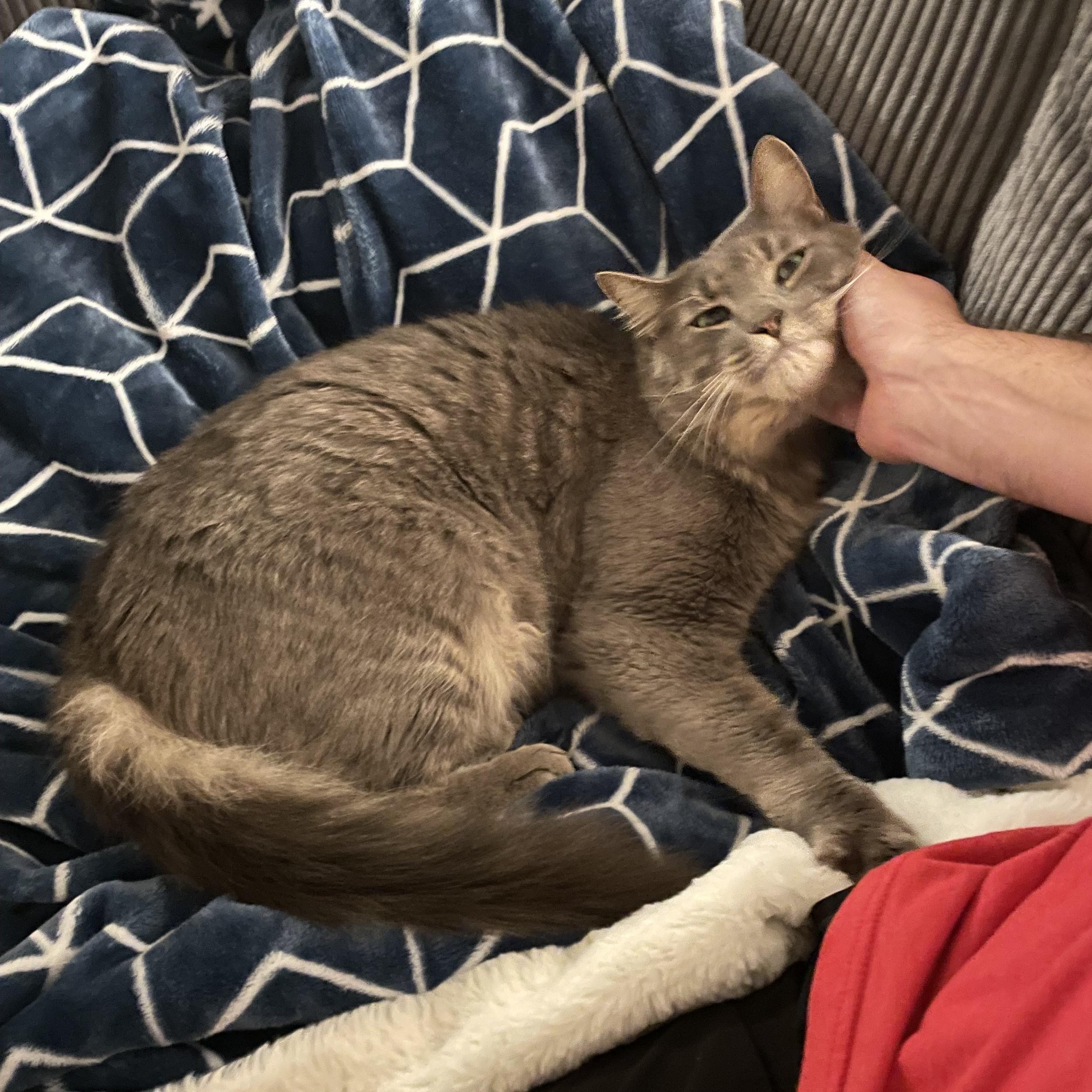 Foggy-Your Chatty, Charming Shadow Buddy, a Adoptable Domestic Medium Hair in Laurel, MD image 5/6