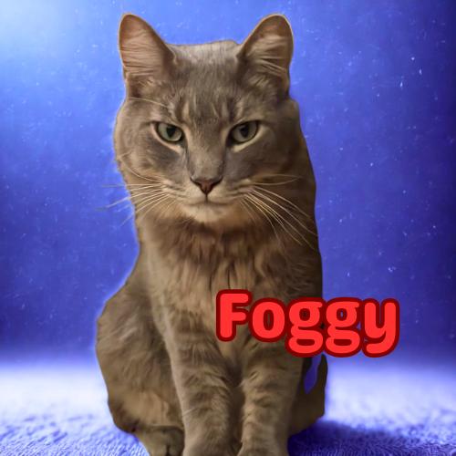 Foggy-Your Chatty, Charming Shadow Buddy, Adoptable, Adult Male Domestic Medium Hair.