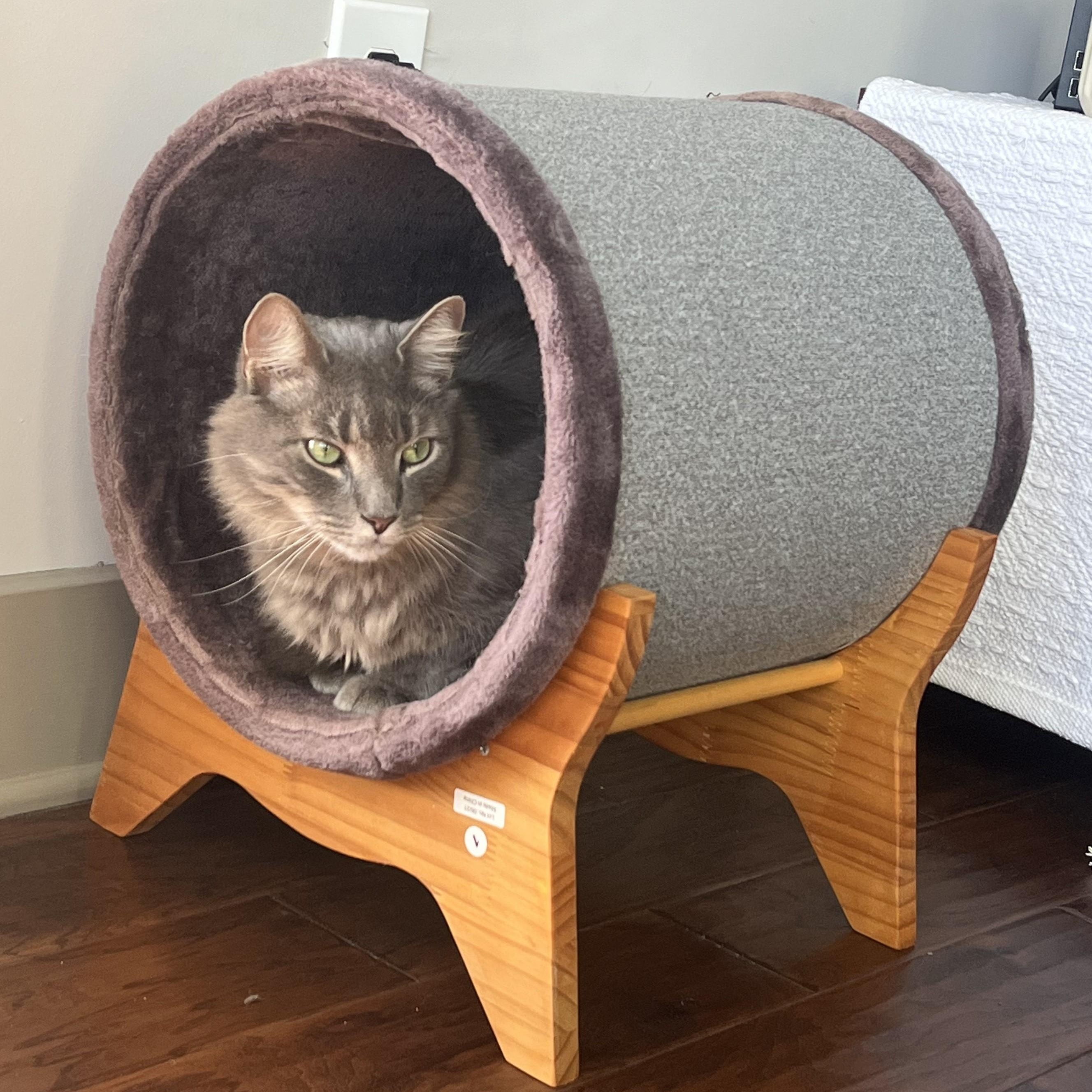 Foggy-Your Chatty, Charming Shadow Buddy, a Adoptable Domestic Medium Hair in Laurel, MD image 3/6
