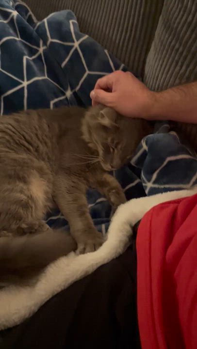 Enlarge Foggy-Your Chatty, Charming Shadow Buddy, a Adoptable Domestic Medium Hair in Laurel, MD video 2/6