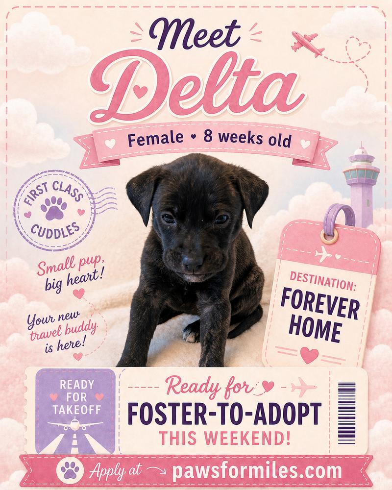 Delta, a Adoptable mixed breed in Loveland, OH image 1/3