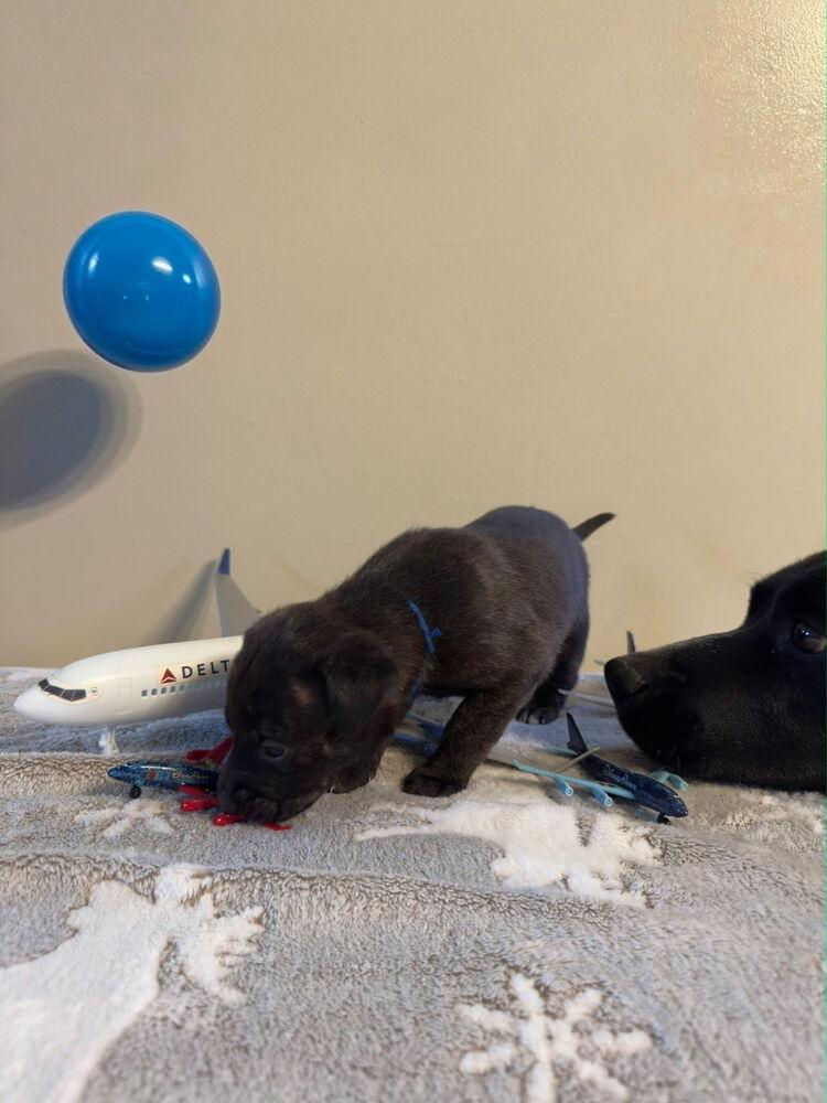 Delta, a Adoptable mixed breed in Loveland, OH image 2/3