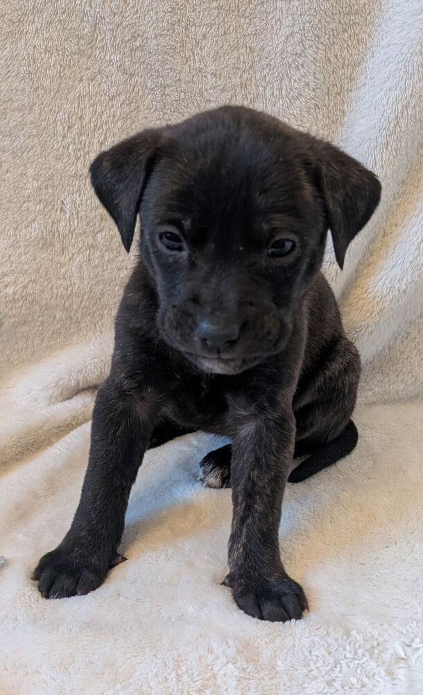 Delta, a Adoptable mixed breed in Loveland, OH image 3/3