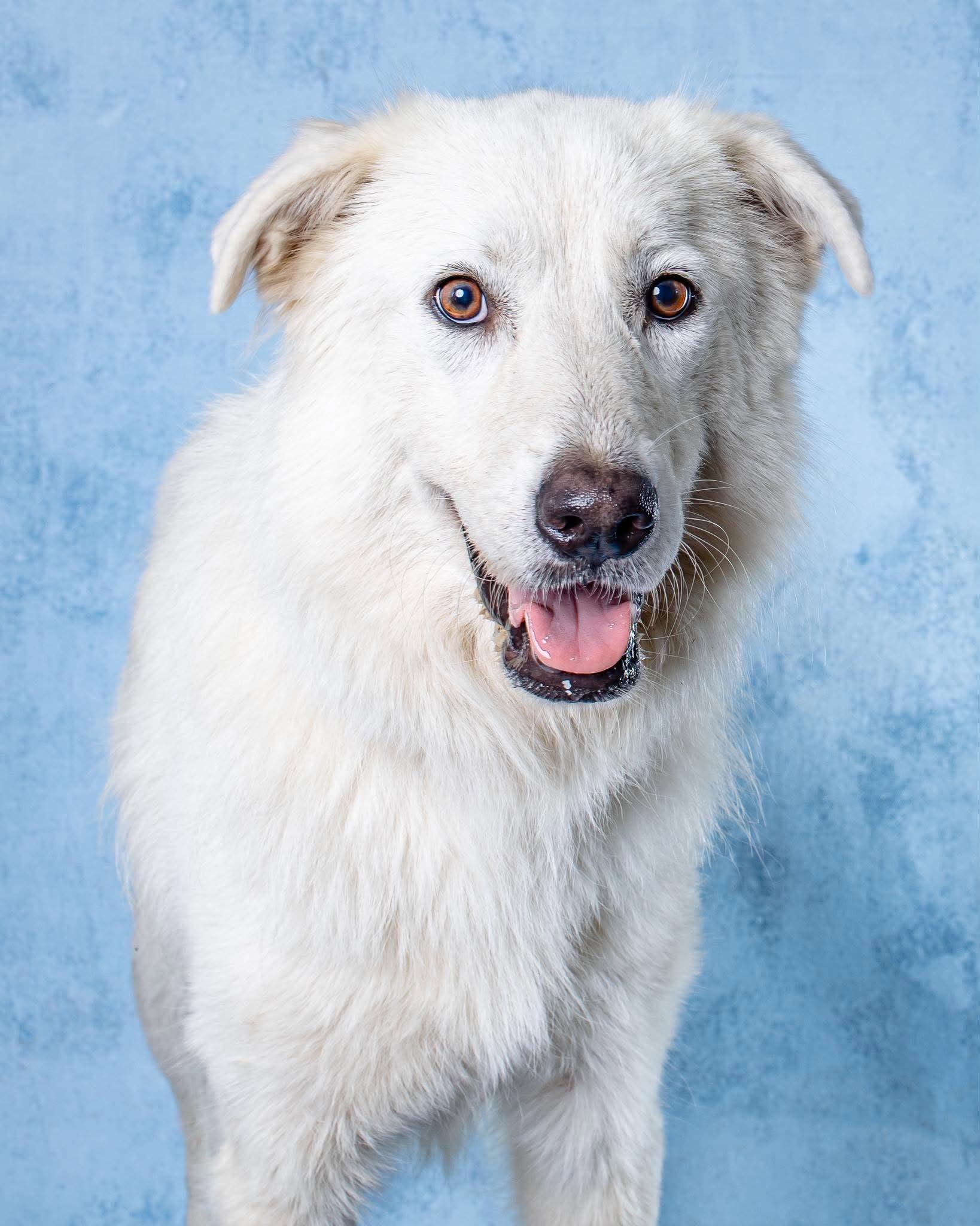 Enlarge Dove, a Adoptable mixed breed in Cambridge, OH image 2/6