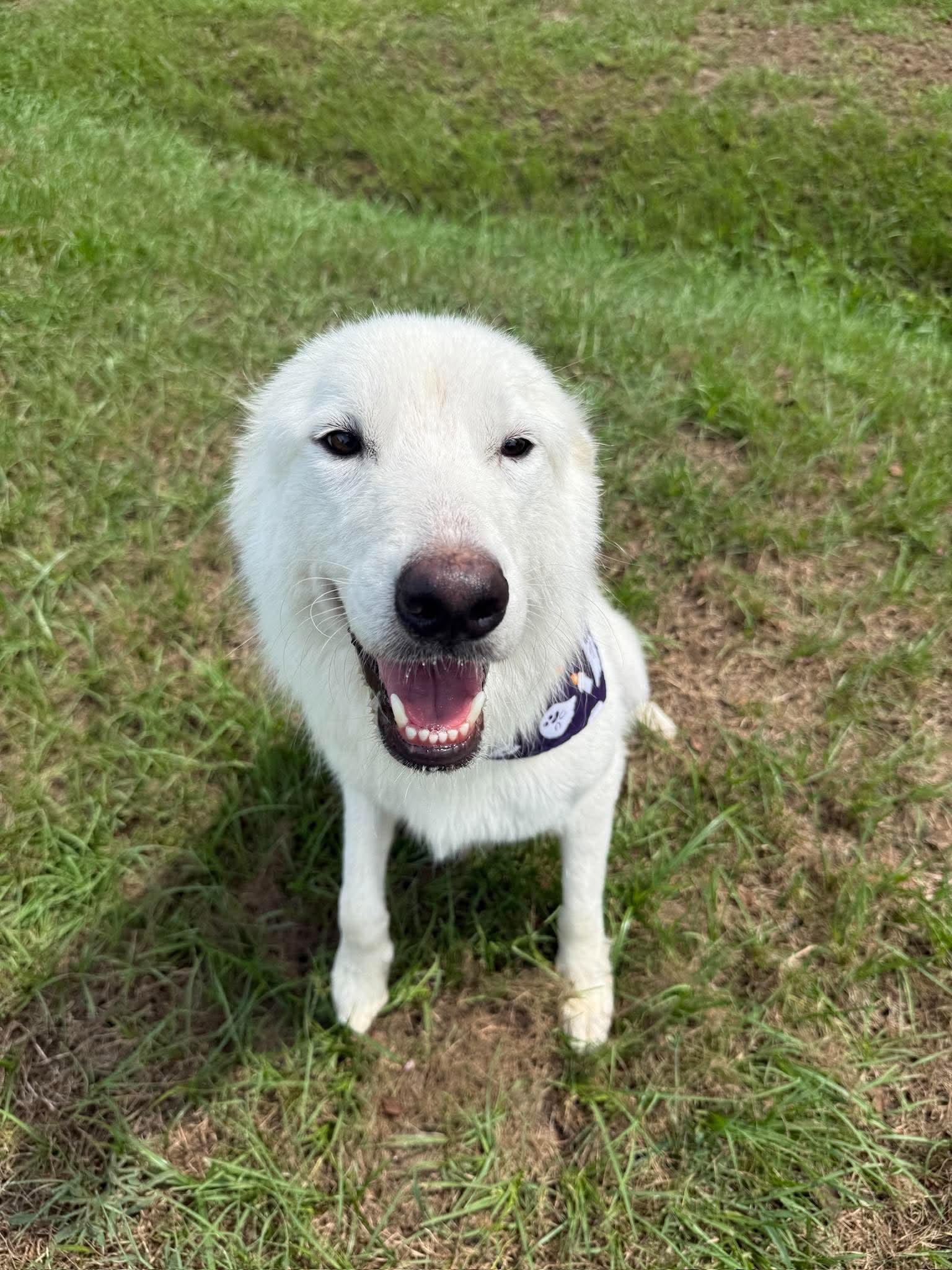 Enlarge Dove, a Adoptable mixed breed in Cambridge, OH image 6/6