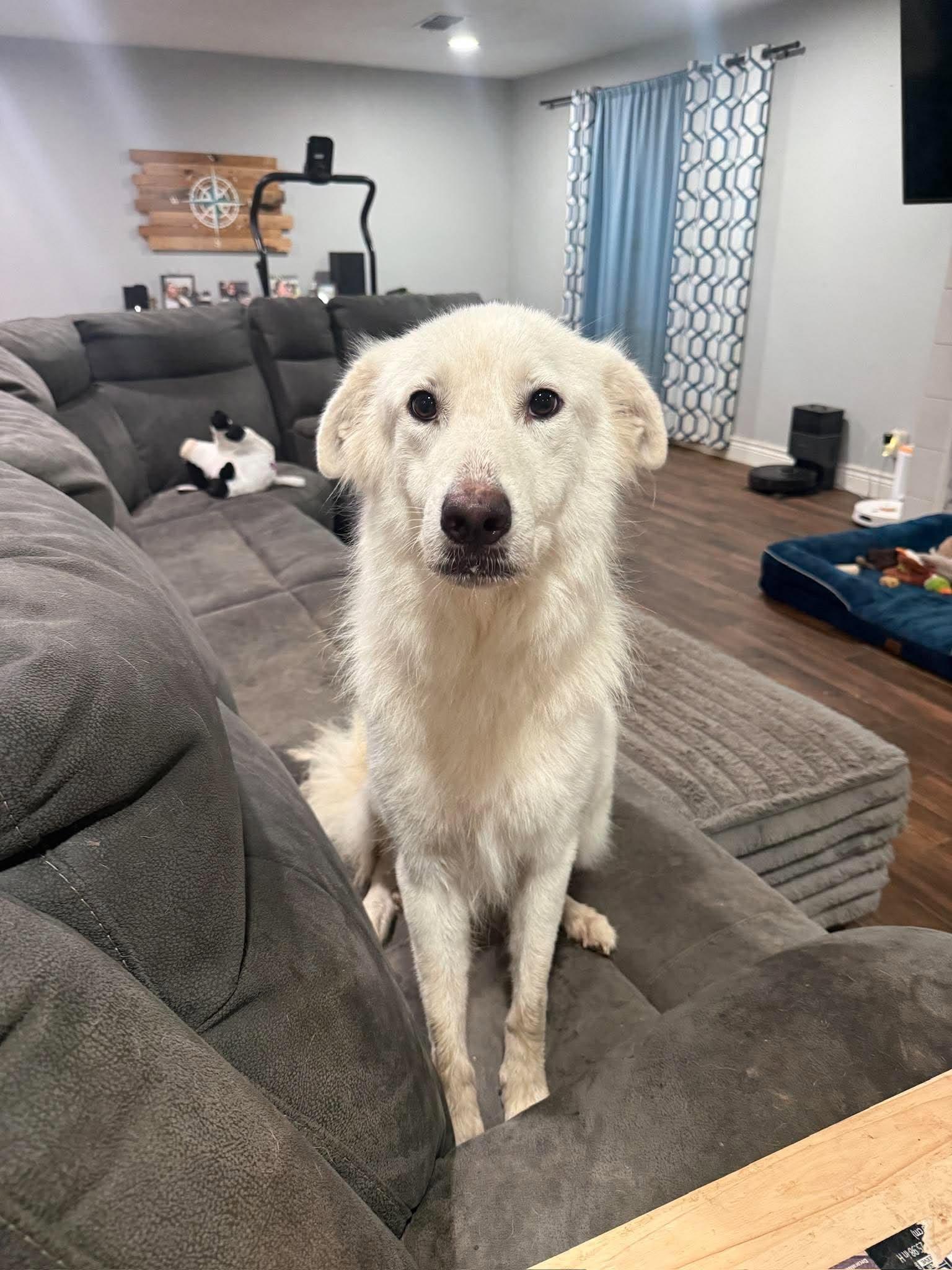 Enlarge Dove, a Adoptable mixed breed in Cambridge, OH image 4/6