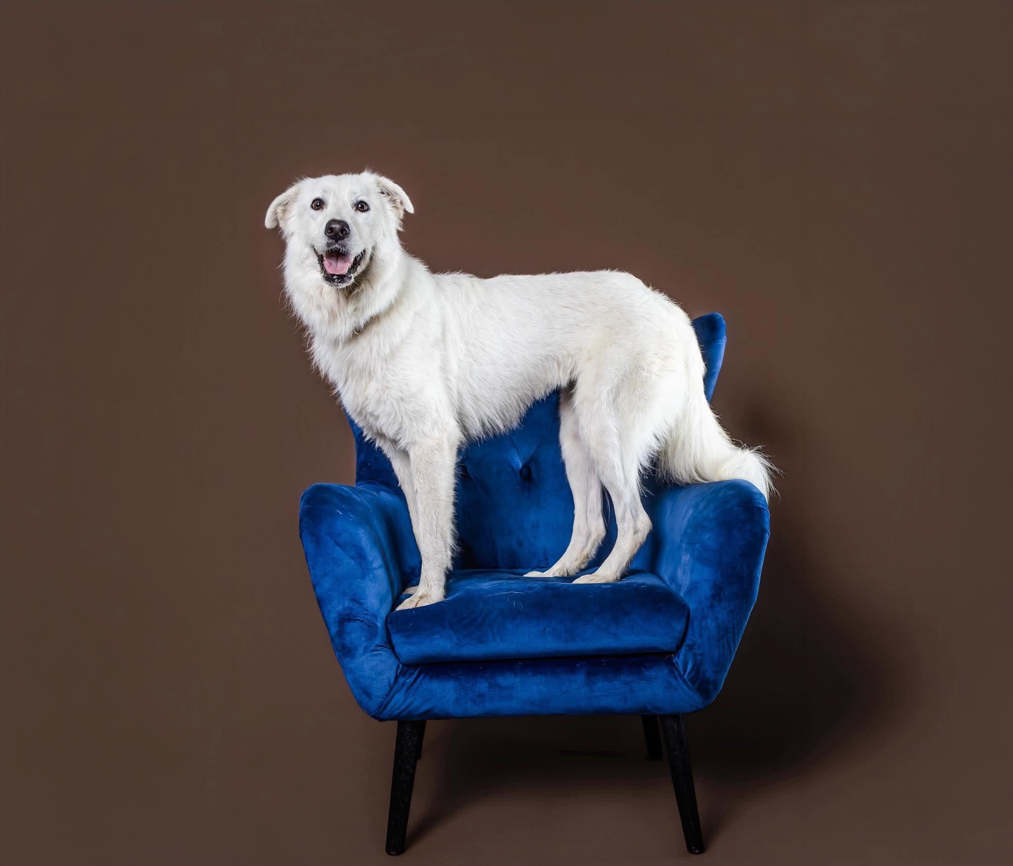 Enlarge Dove, a Adoptable mixed breed in Cambridge, OH image 1/6