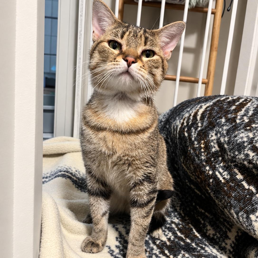 Jessie, Adoptable, Young Male Domestic Short Hair.