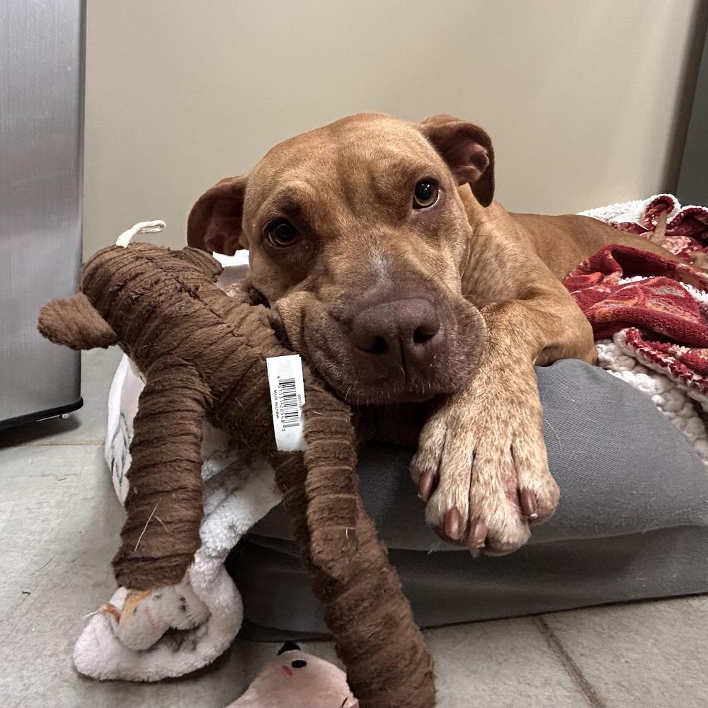 Gwen, Adoptable, Adult Female Pit Bull Terrier.