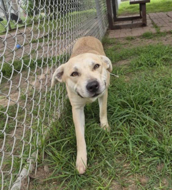 FRENCH FRY, Adoptable, Young Female Staffordshire Bull Terrier & Siberian Husky.