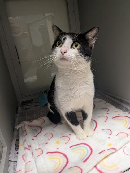 Dexter, Adoptable, Adult Male Domestic Short Hair & Domestic Short Hair.