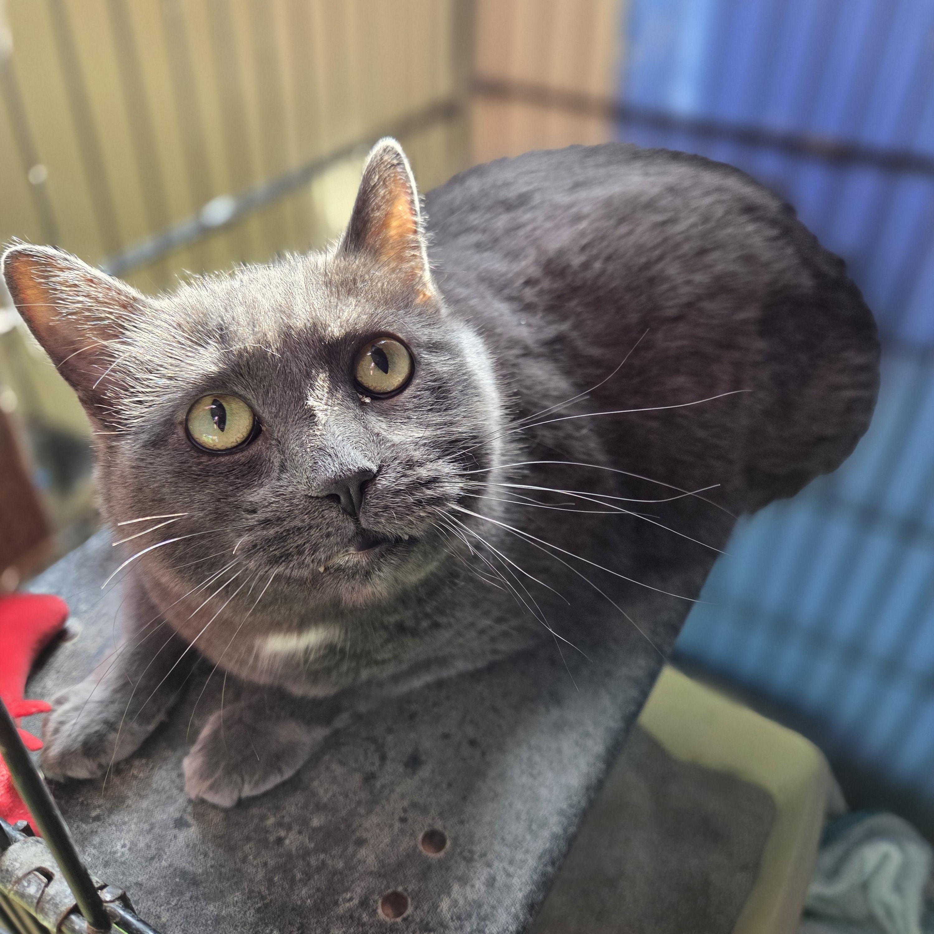 Prince Puddles, ADOPTABLE, Adult Male Domestic Short Hair.