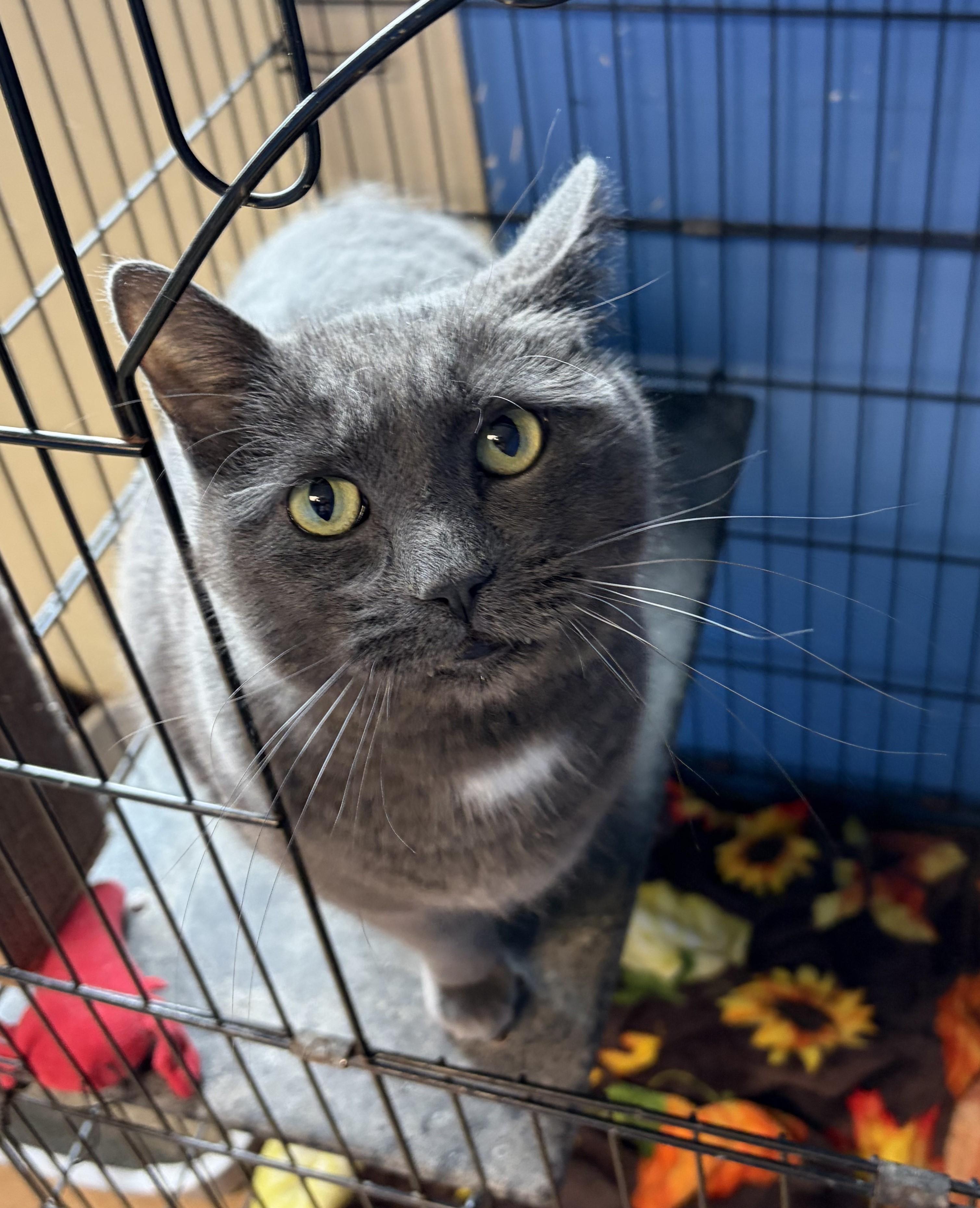 Enlarge Prince Puddles, a ADOPTABLE Domestic Short Hair in Brookings, SD image 3/3