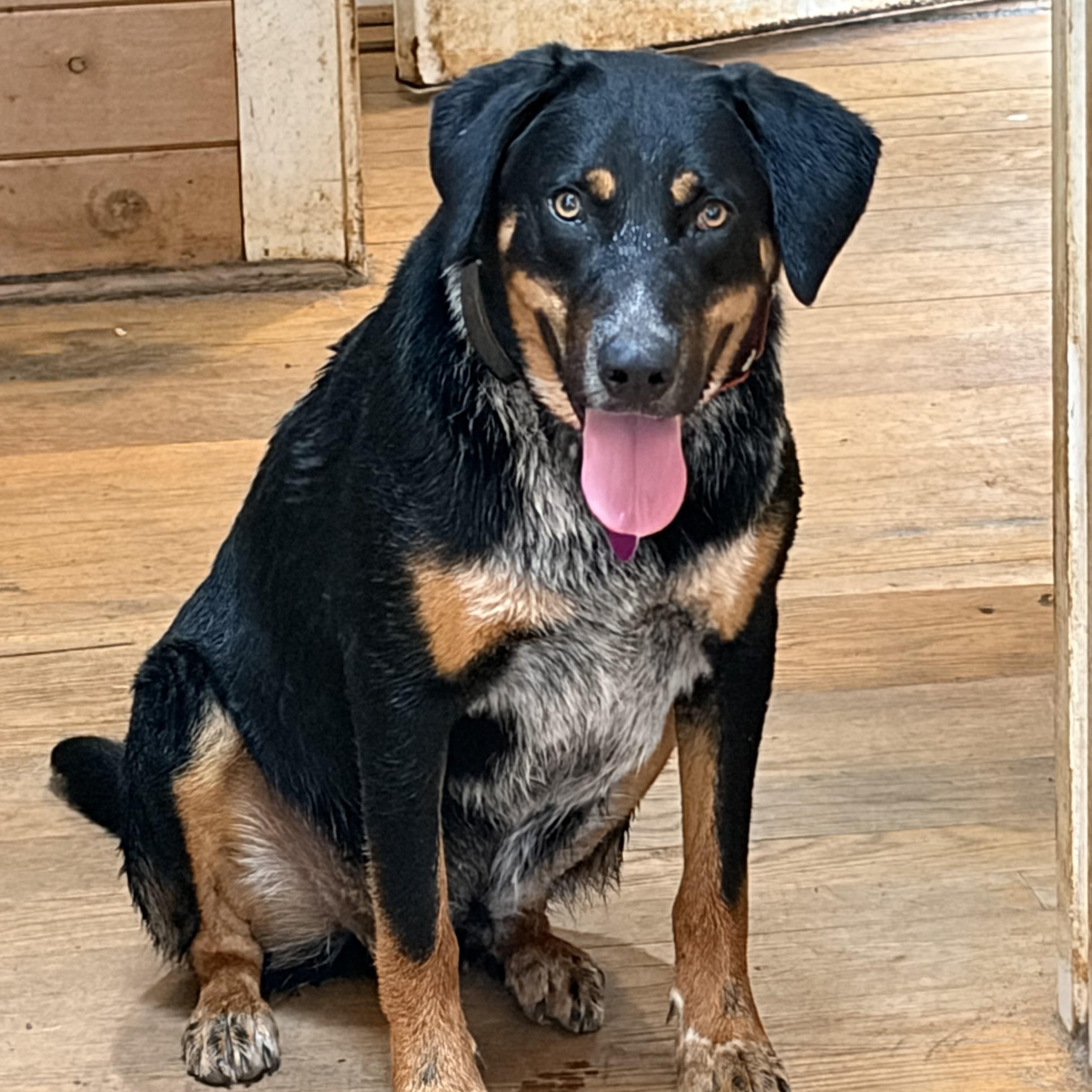 Stevie, a ADOPTABLE mixed breed in Warrenton, VA image 4/5