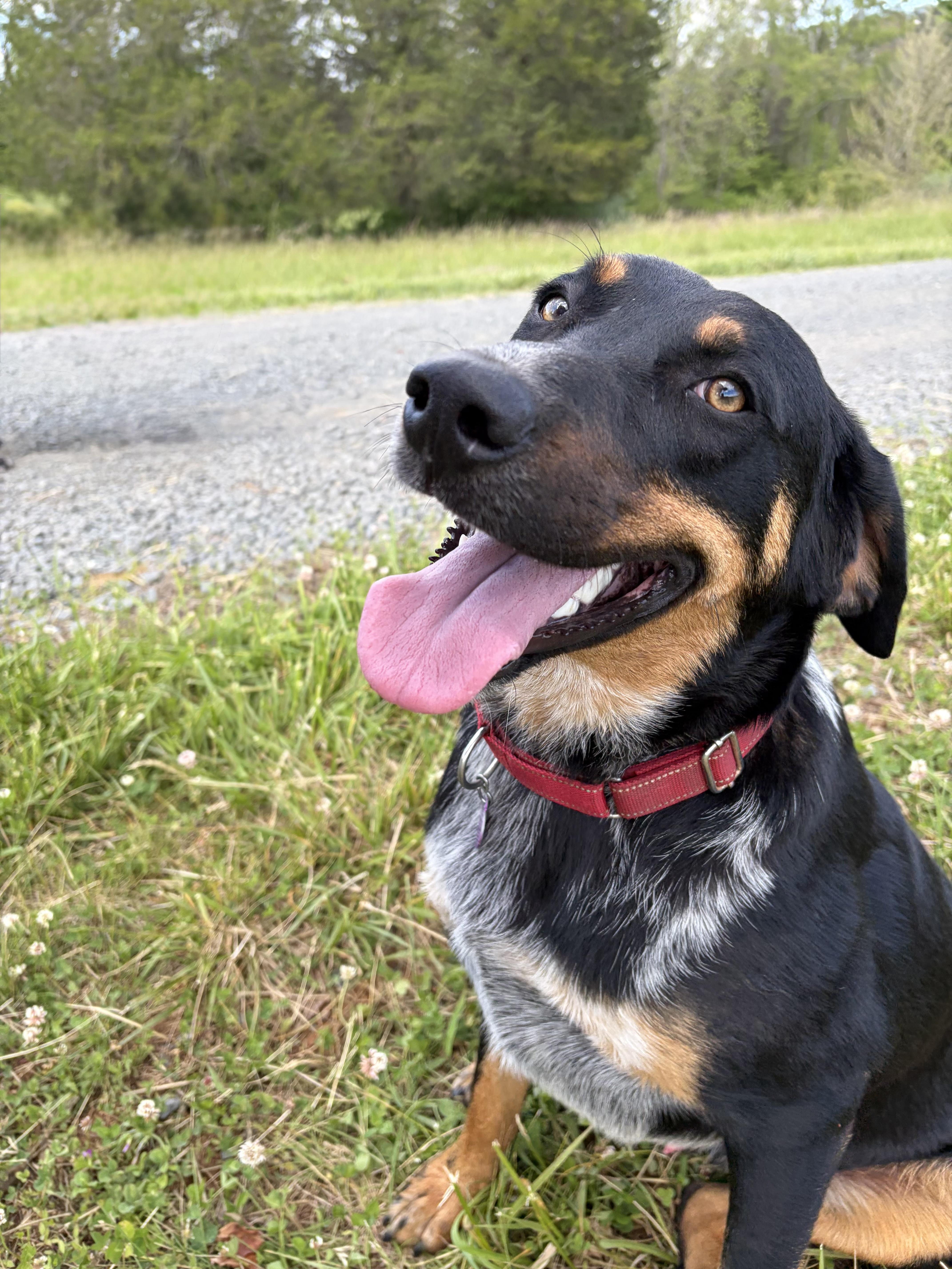 Stevie, a ADOPTABLE mixed breed in Warrenton, VA image 2/5