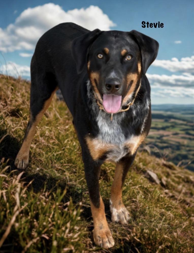 Stevie, ADOPTABLE, Young Male Labrador Retriever & Australian Shepherd.