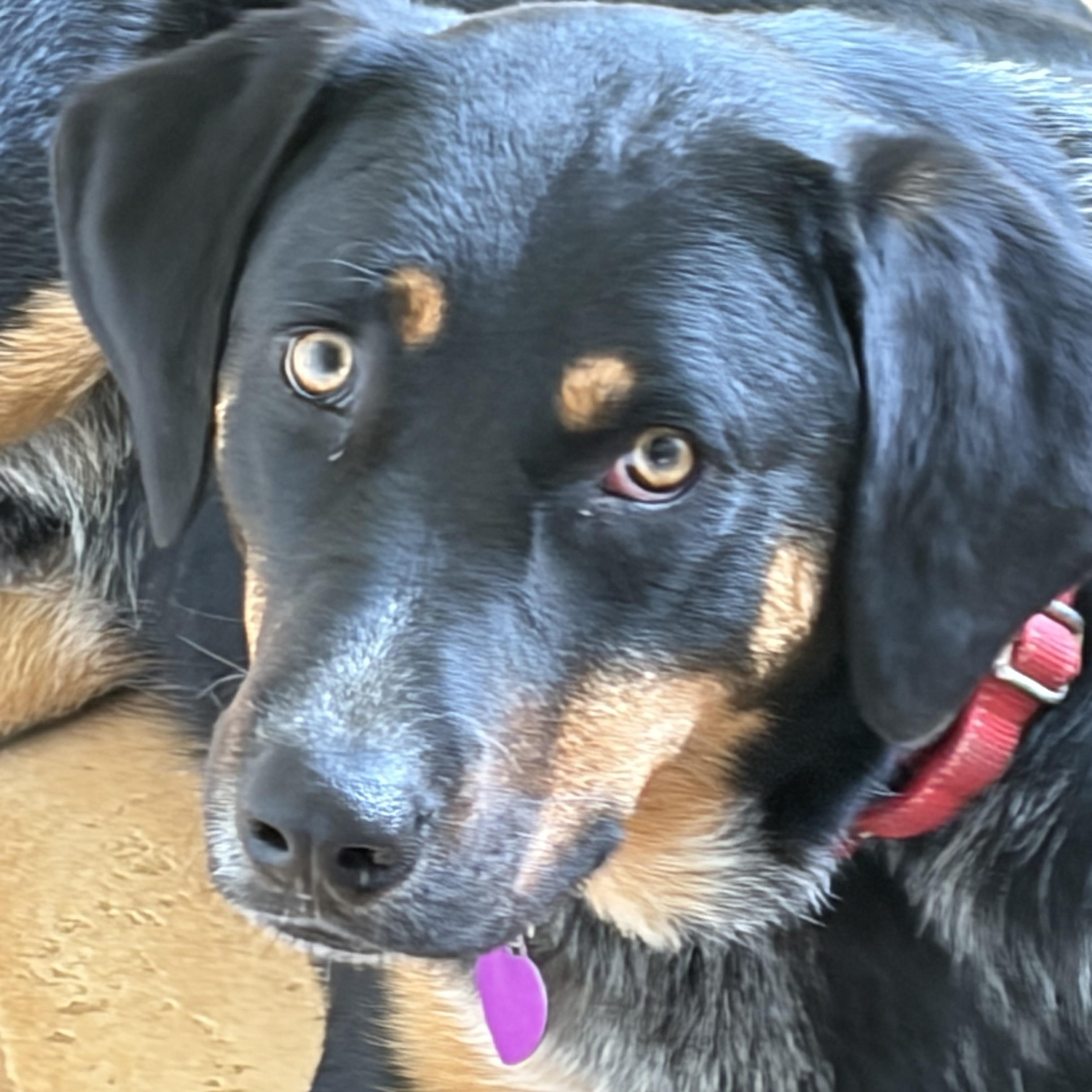 Stevie, a ADOPTABLE mixed breed in Warrenton, VA image 3/5