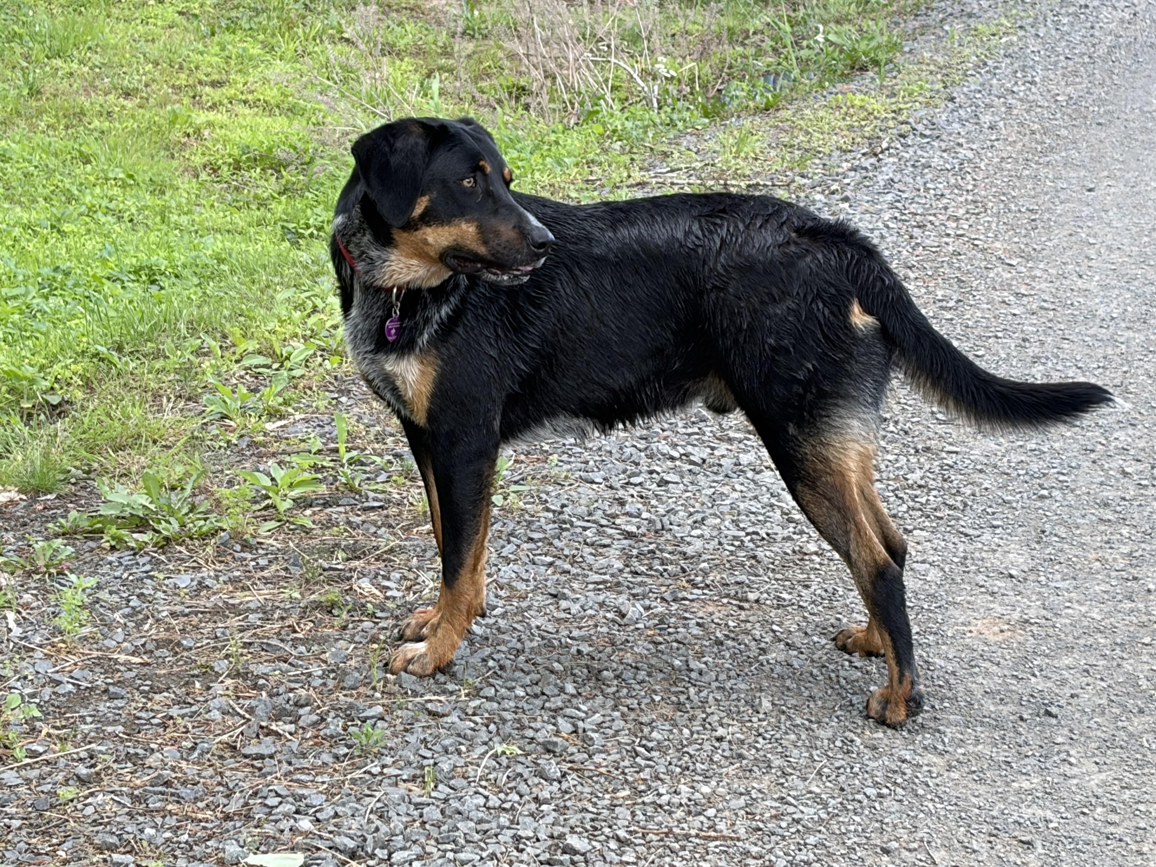 Stevie, a ADOPTABLE mixed breed in Warrenton, VA image 5/5
