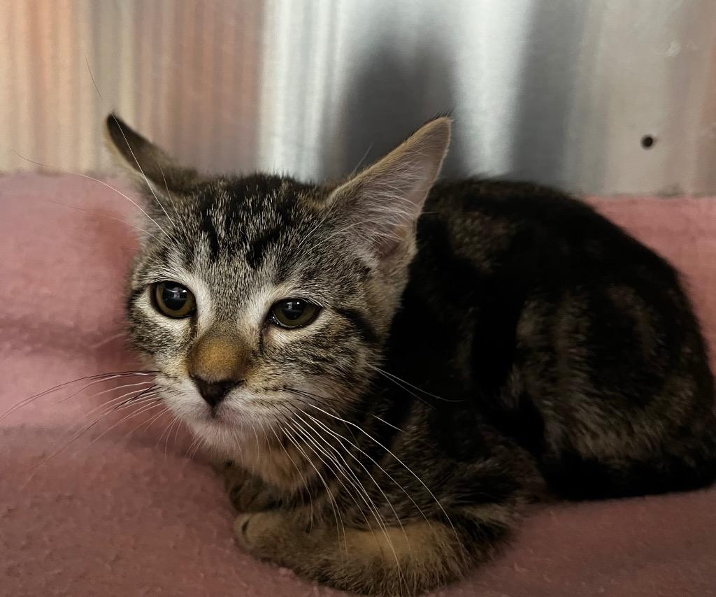 Inka, Adopted, Kitten Female Domestic Short Hair.