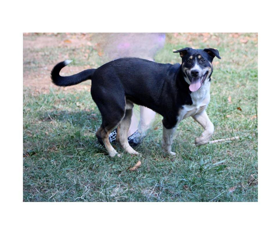 Dog for adoption Cadet, a Mixed Breed in Lenoir, NC Petfinder