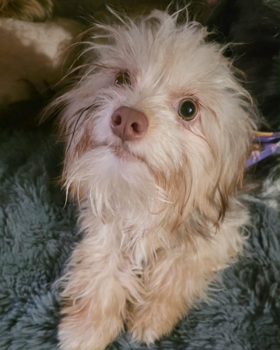 Enlarge Ely, an adopted mixed breed in San Francisco, CA image 2/4