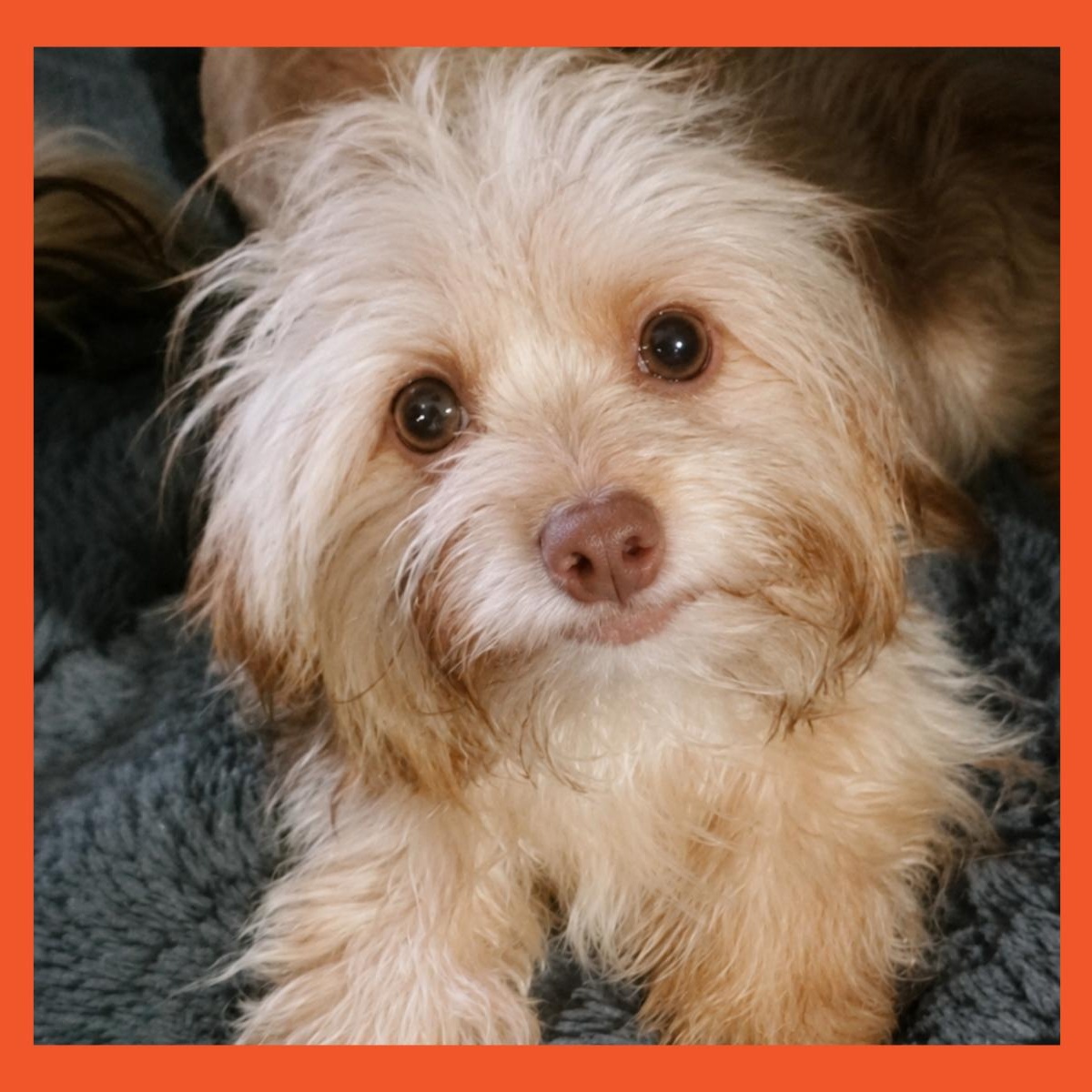Ely, adopted, Puppy Male Terrier.