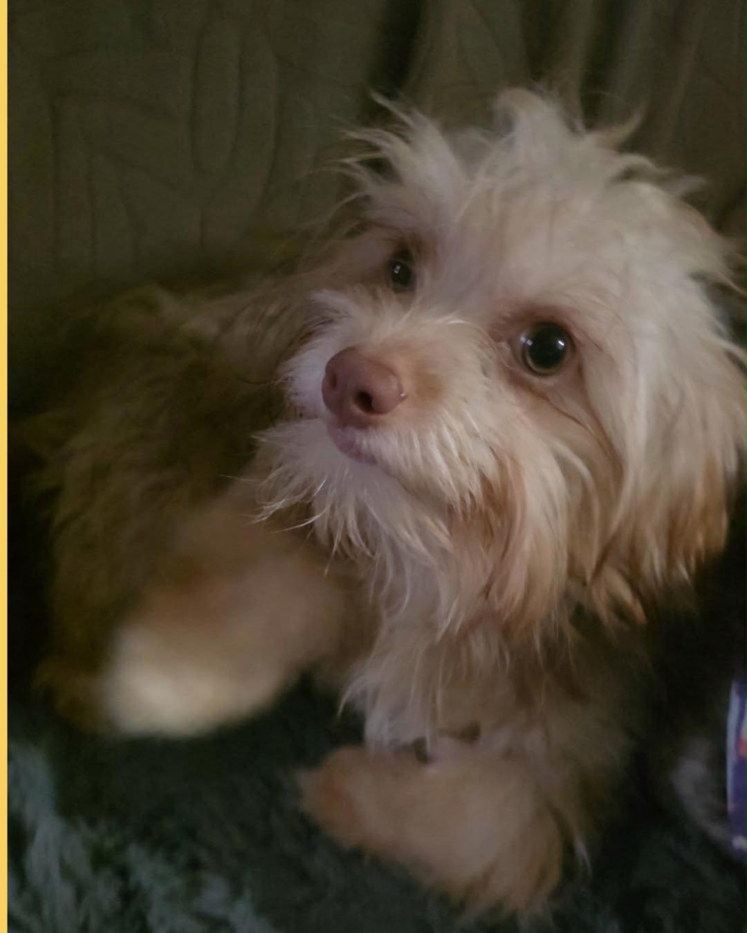 Enlarge Ely, an adopted mixed breed in San Francisco, CA image 4/4