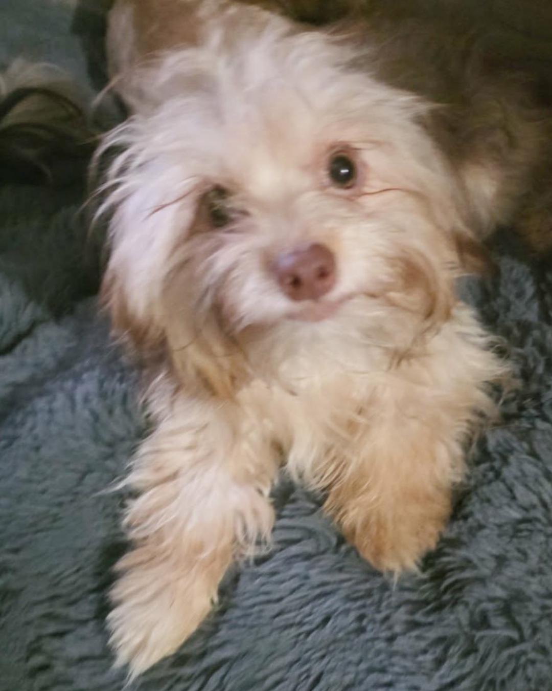 Enlarge Ely, an adopted mixed breed in San Francisco, CA image 3/4