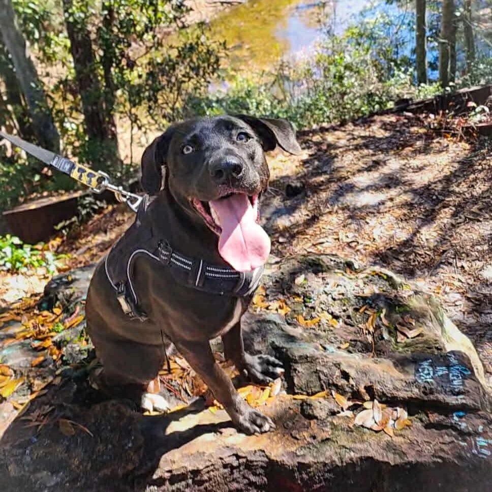 Enlarge Hattie, an adoptable mixed breed in Milton, FL image 1/2