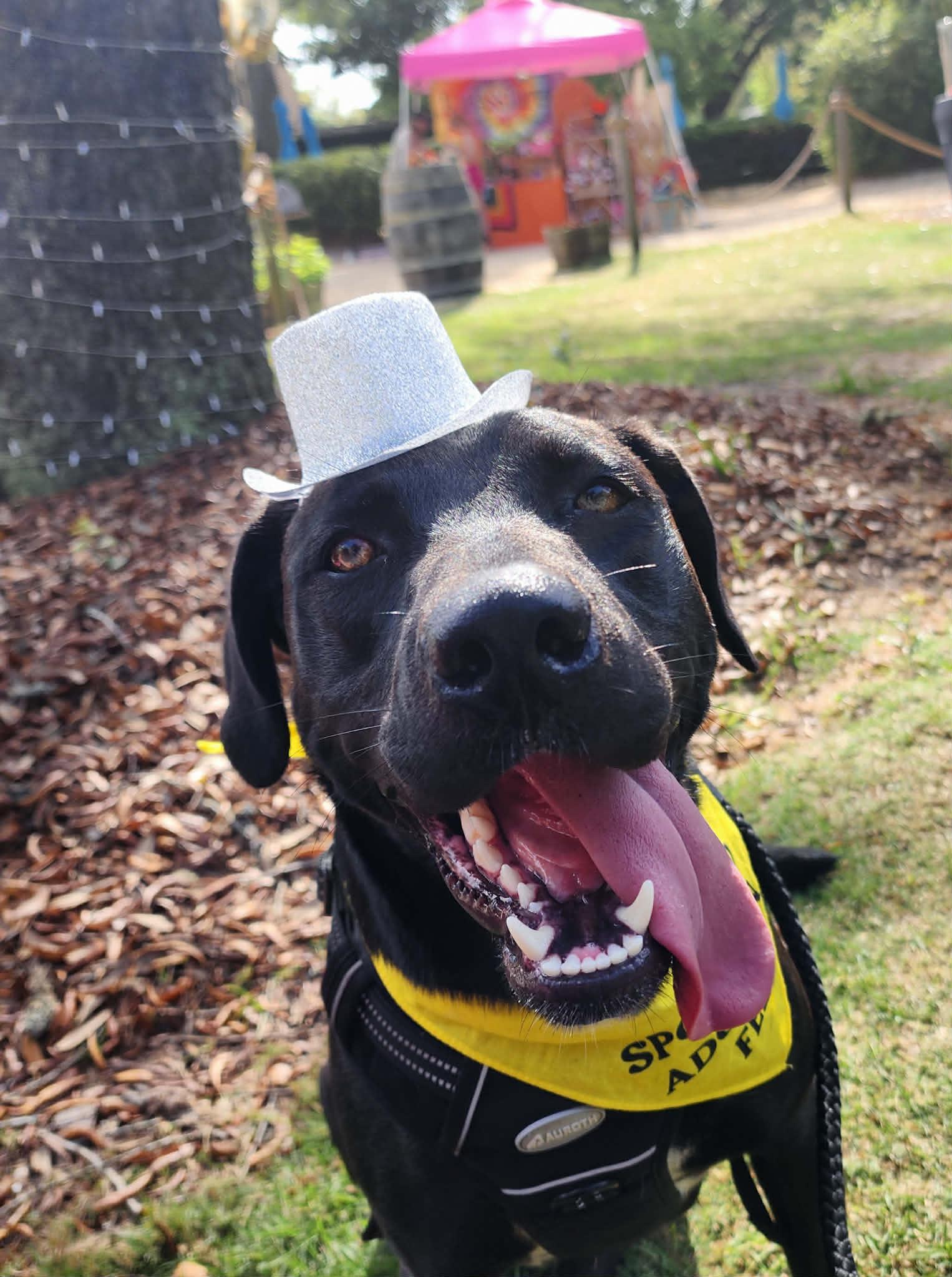 Hattie, an adoptable mixed breed in Milton, FL image 6/6